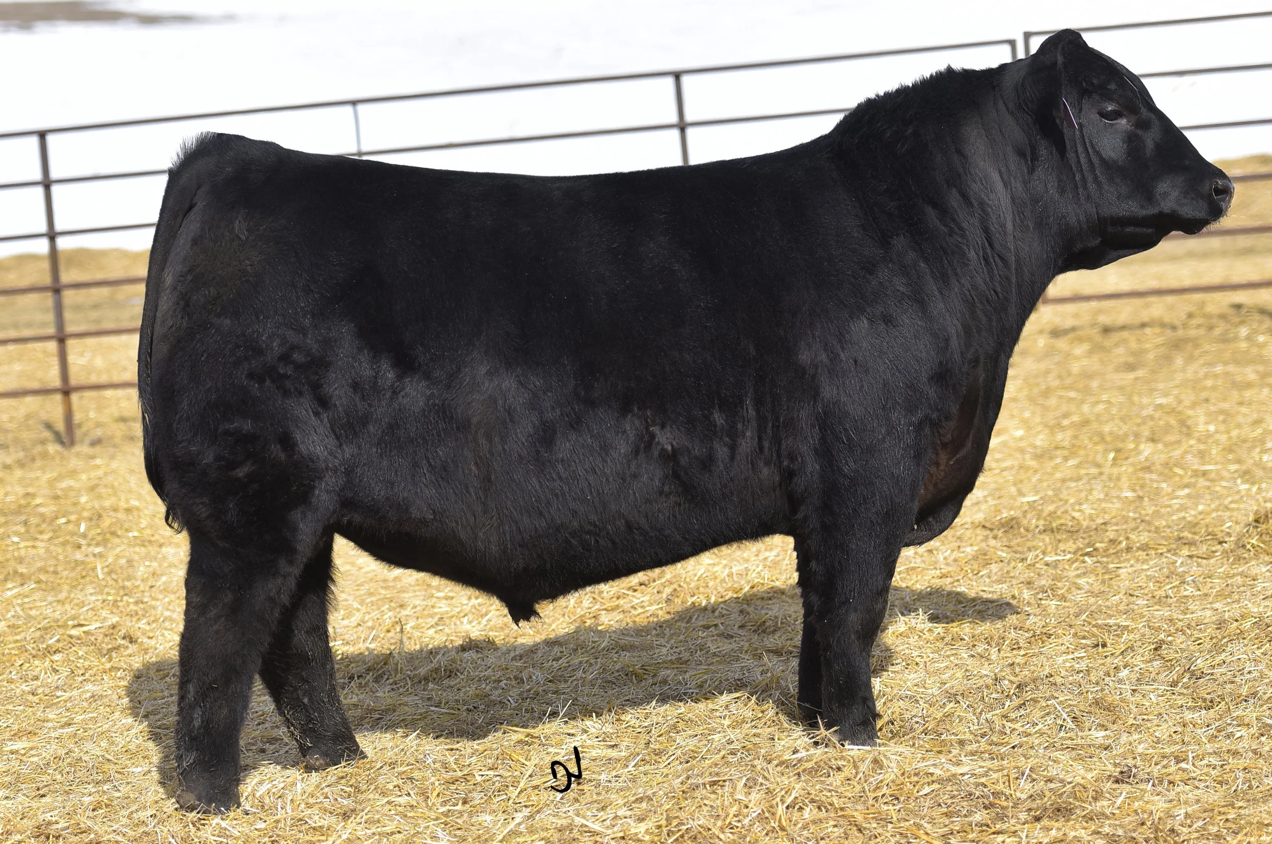 Ellingson Drover 6034.jpg