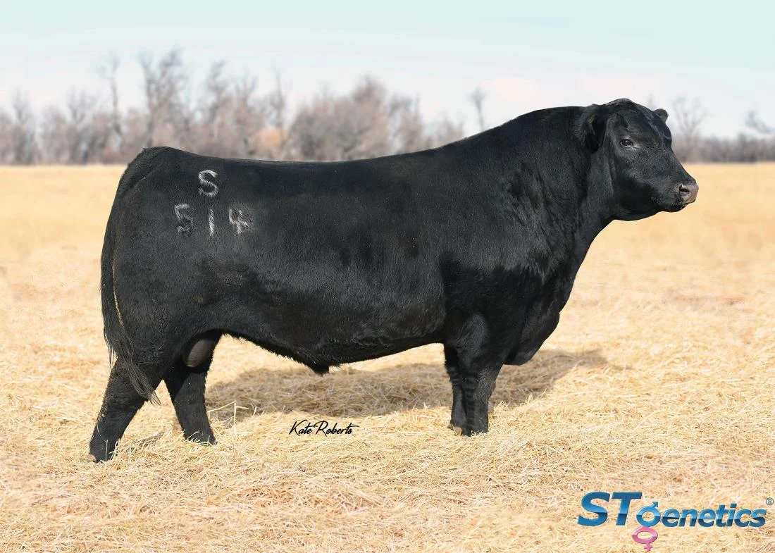 551AN01470Bull.jpg