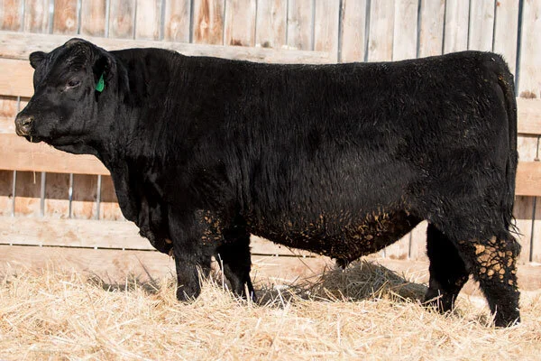 2019 Lot 1 - NA Foundation 809