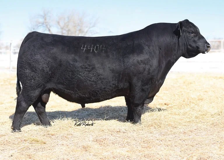 Sires — Nissen Angus