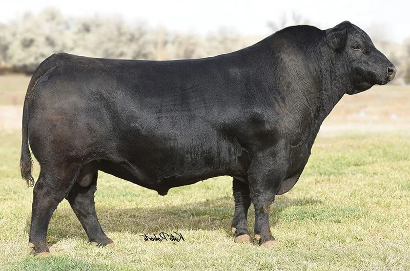 Sires — Nissen Angus