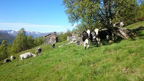 Foto: Arnvid Sæther