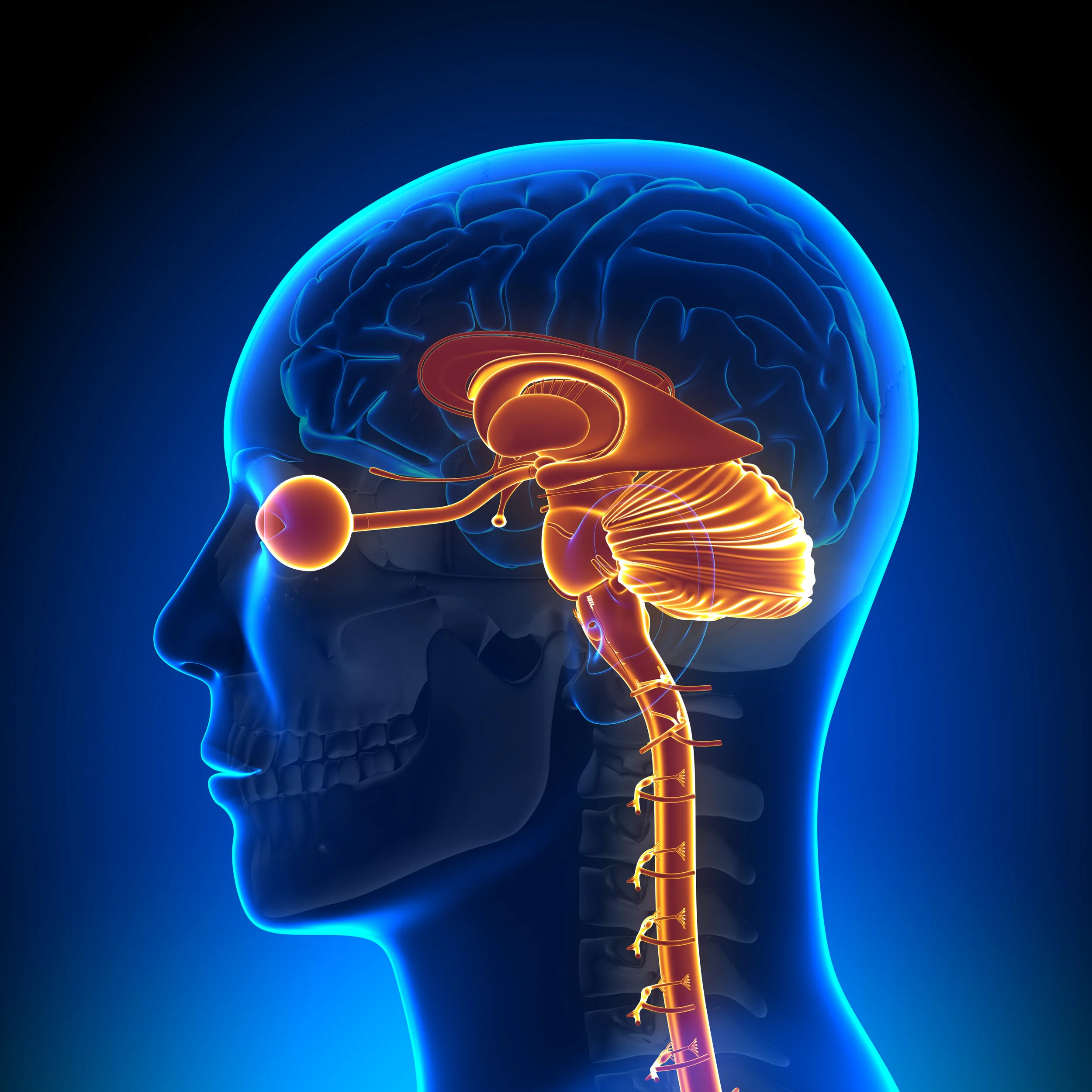 brainspot image.jpg