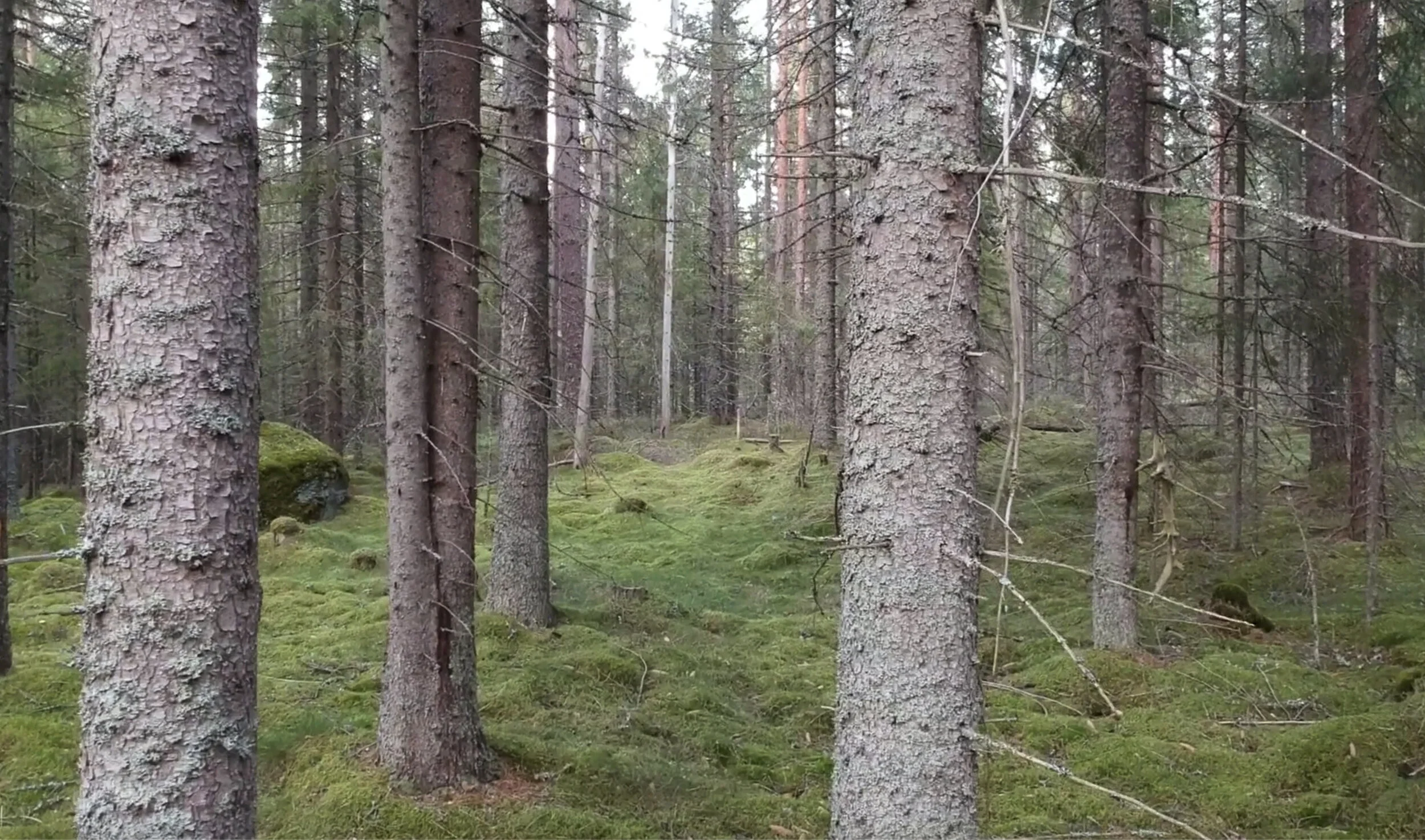 Gathering, video by Andreas Bennin, 2019