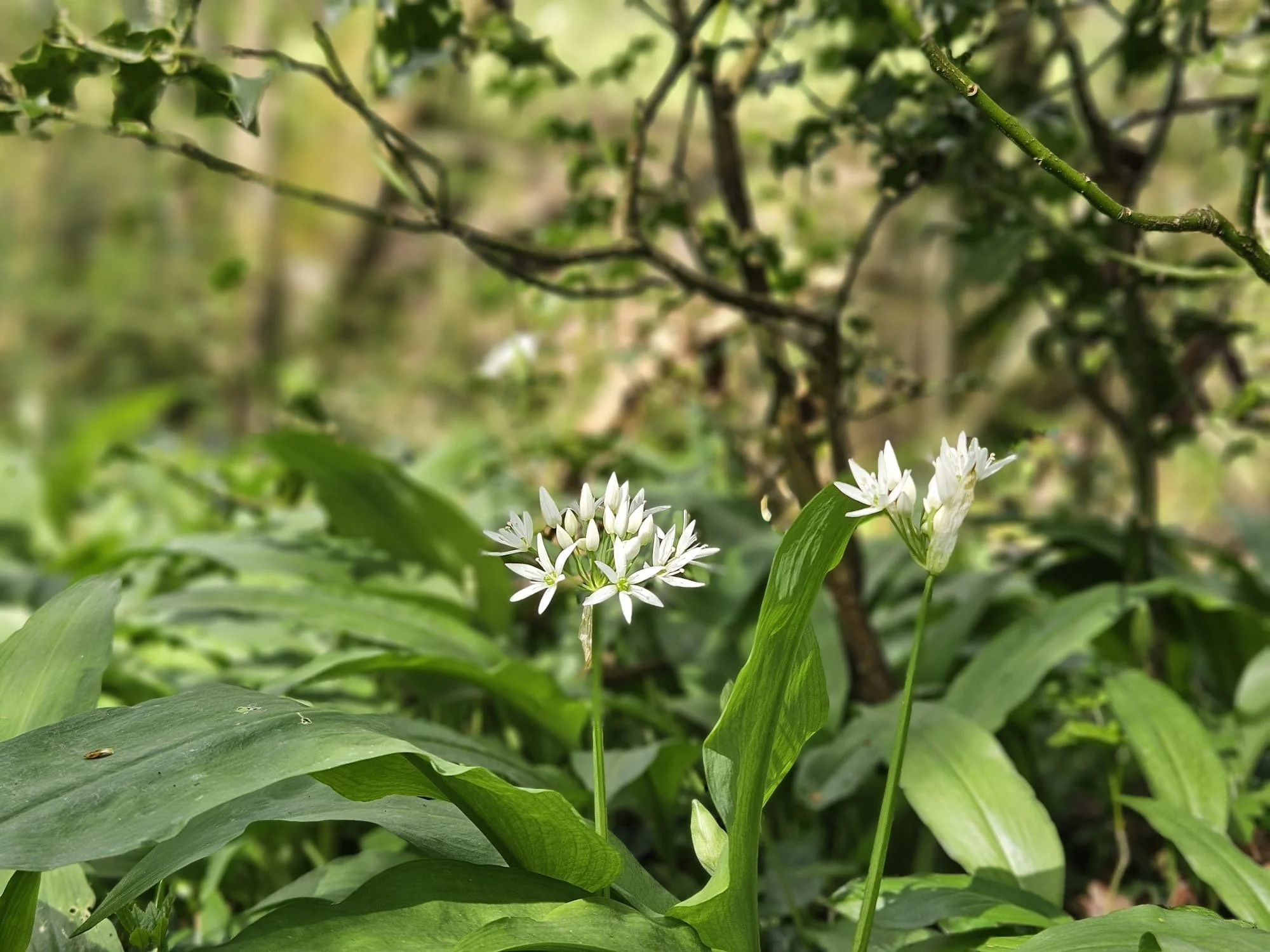 Close-up of wild garlic with white flowers blooming at the top, in a natural outdoor setting.
