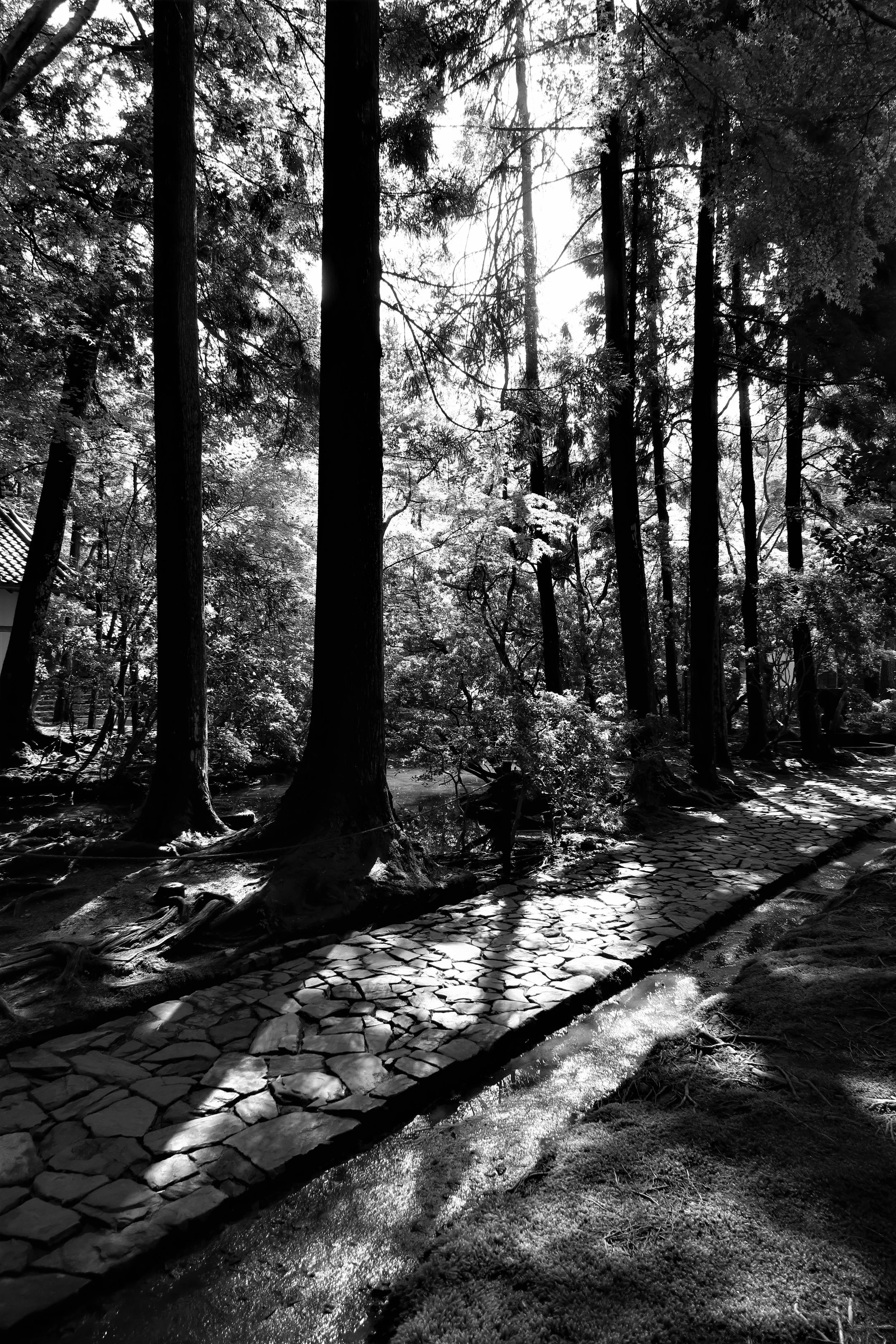 IMG_2365 (2).JPG