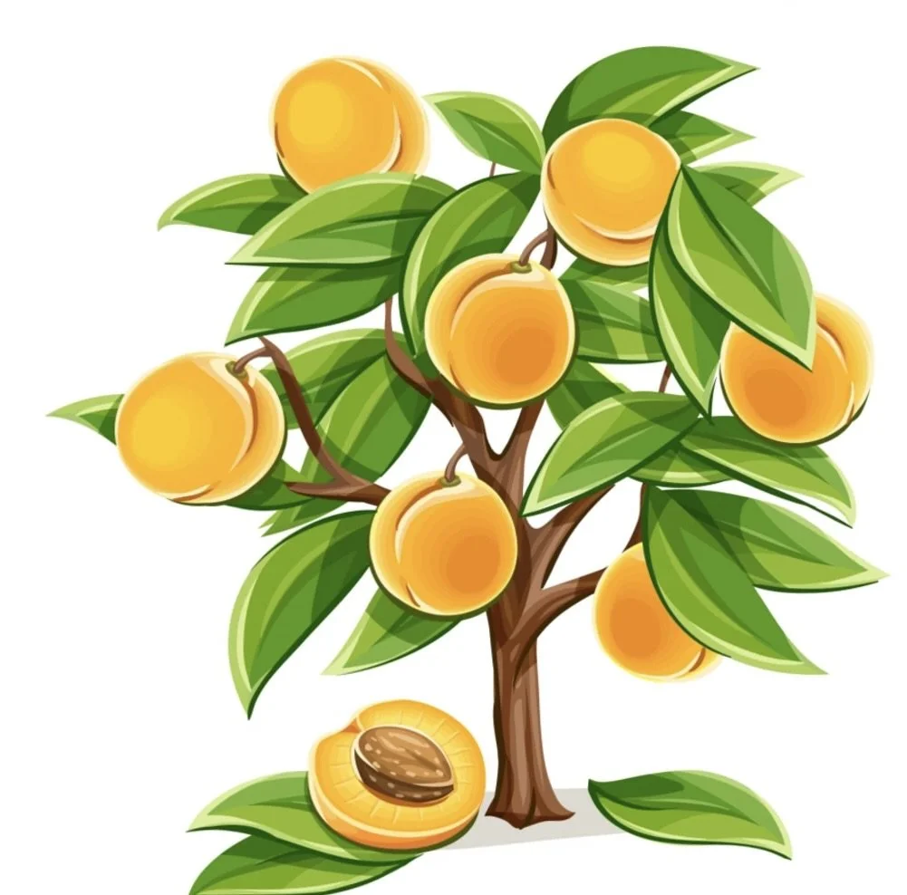 The Apricot Tree