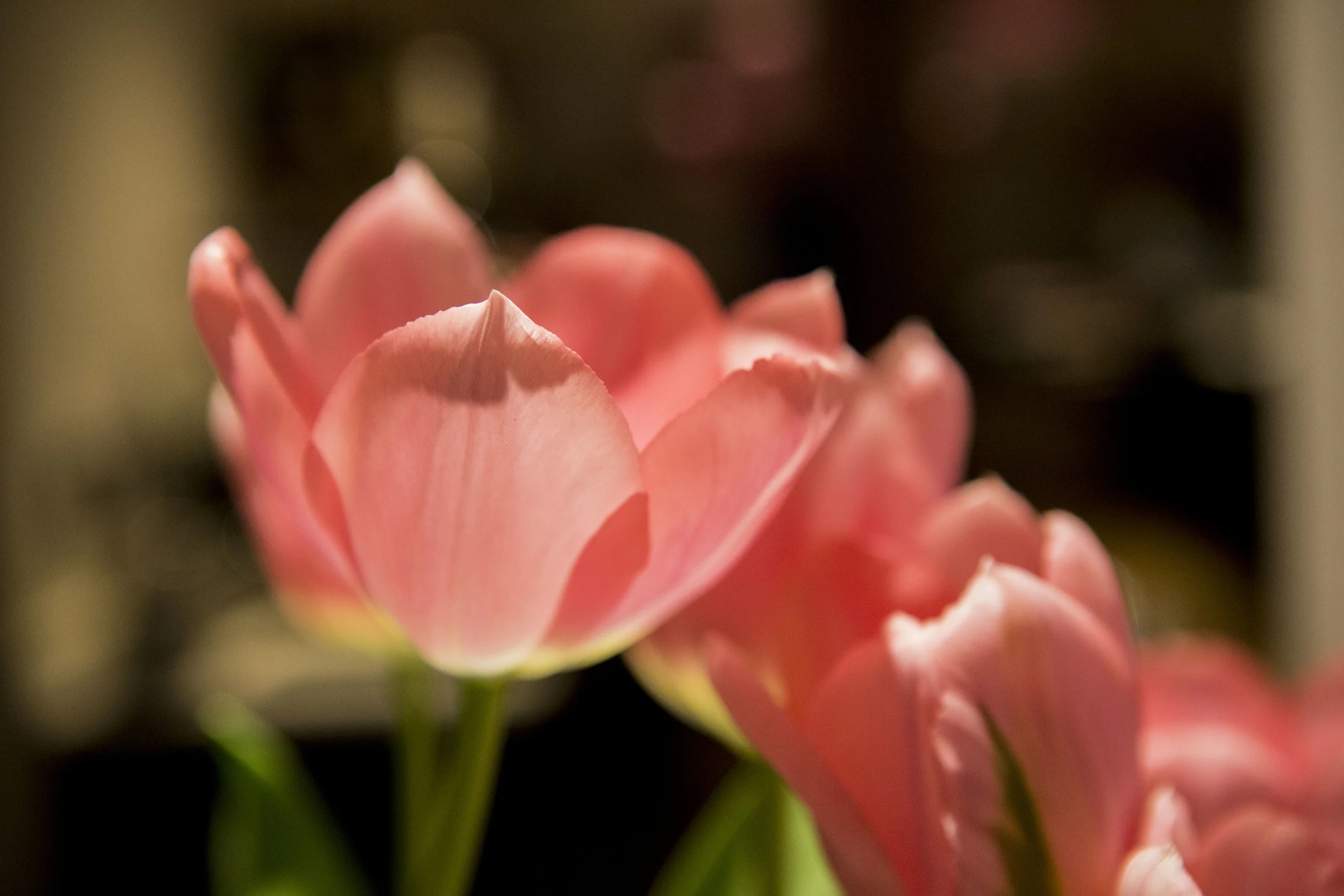 Tulip_1.JPG