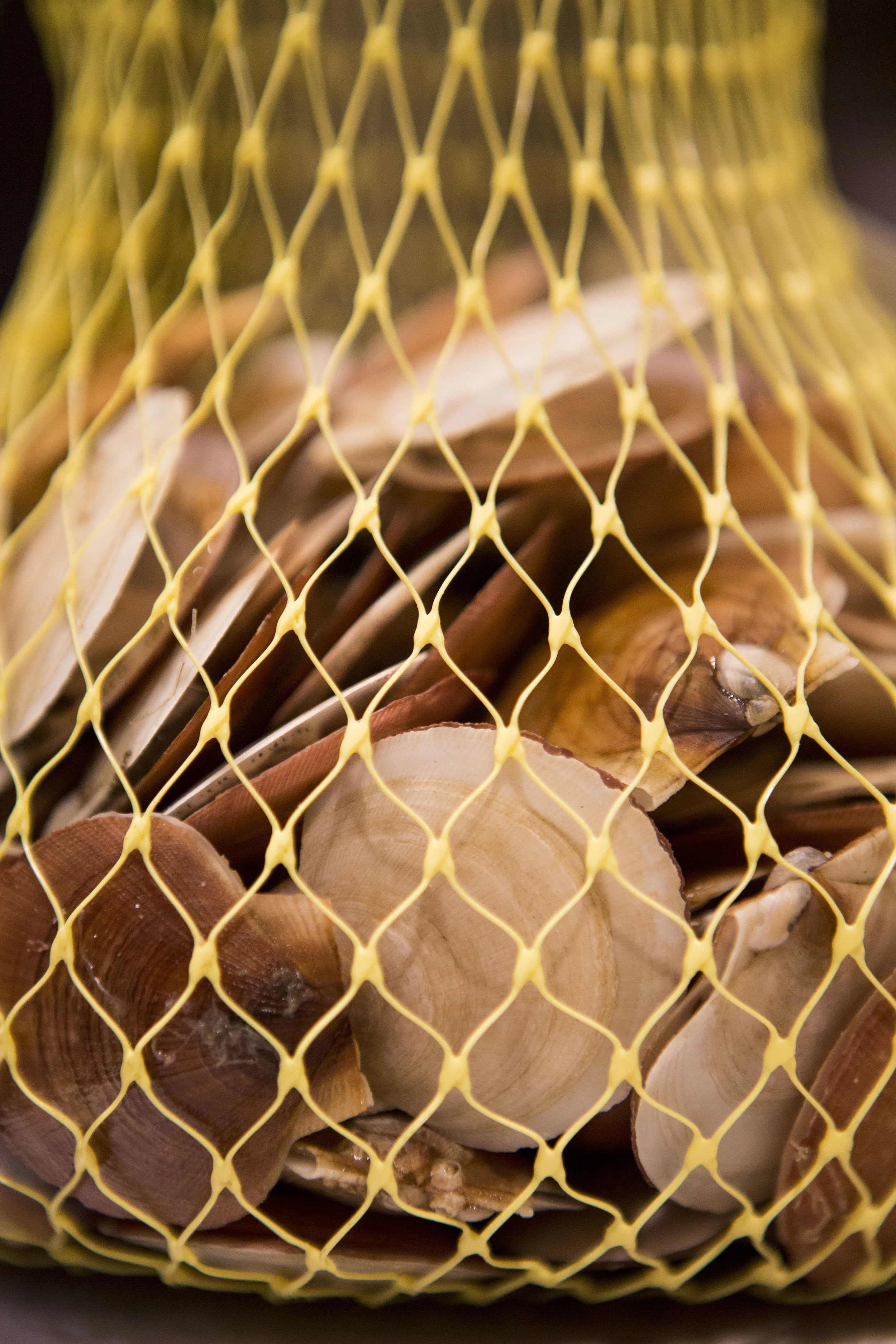 Baby scallops_1.JPG