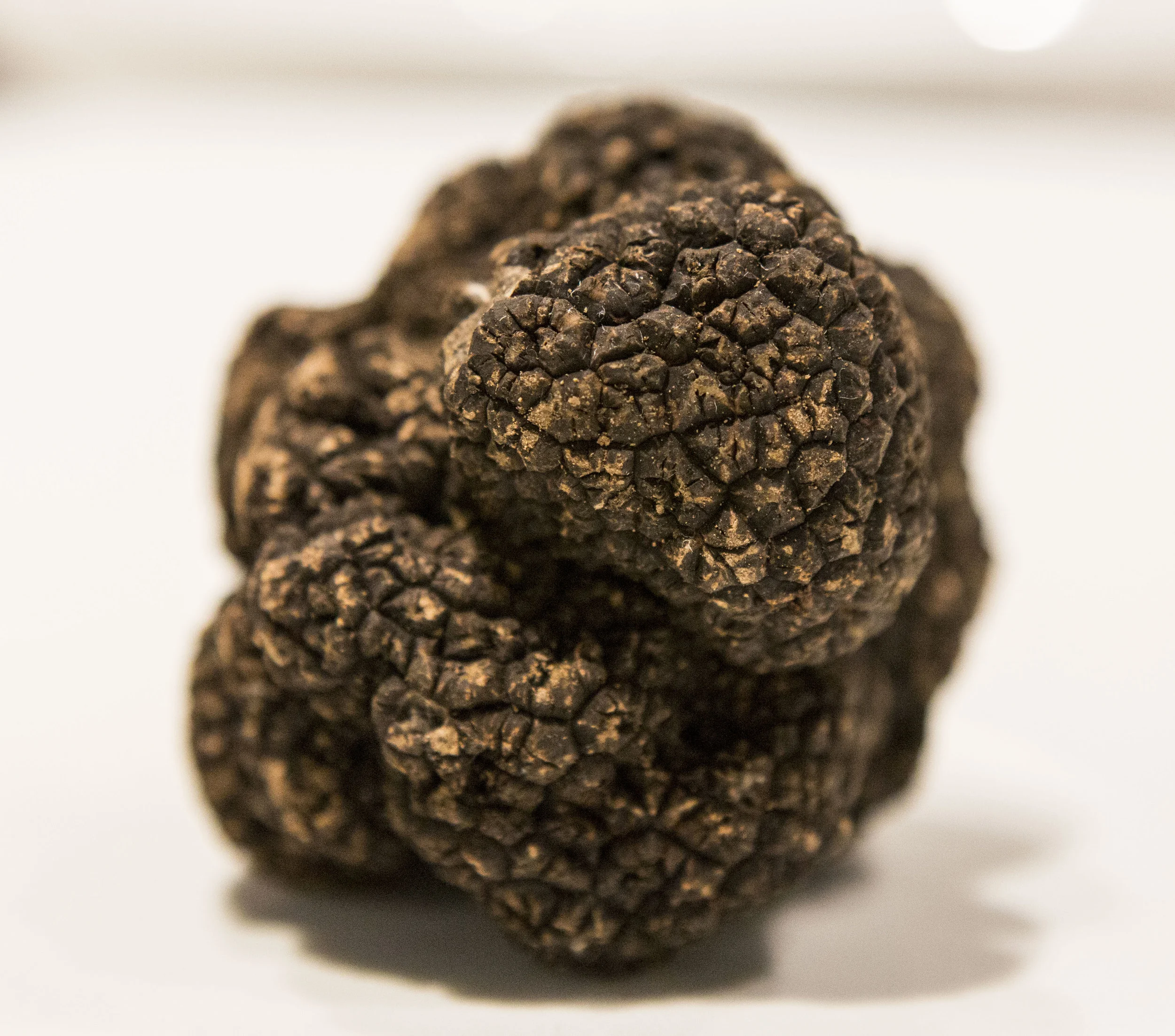 Black Truffle 2.JPG