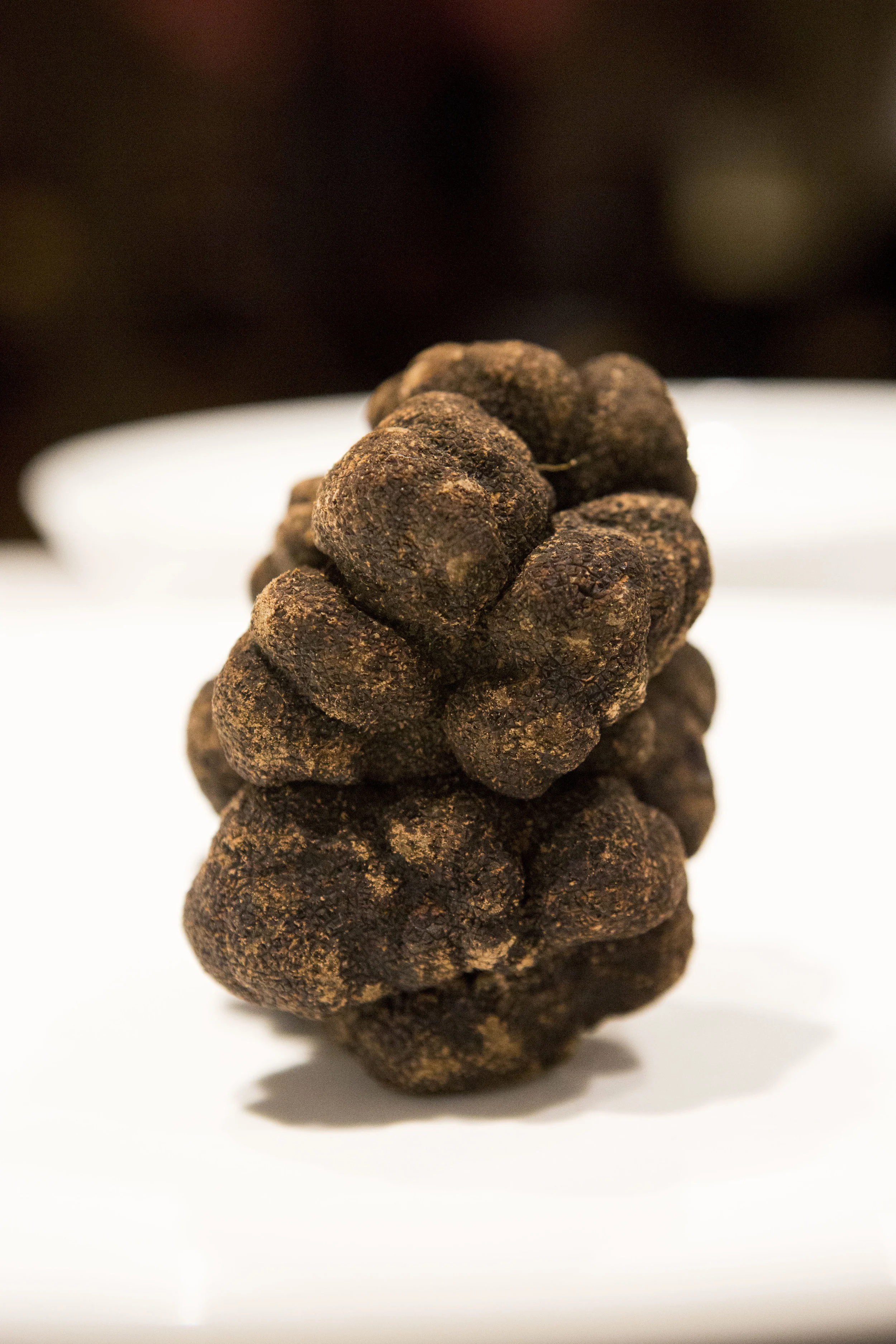Black Truffle.JPG