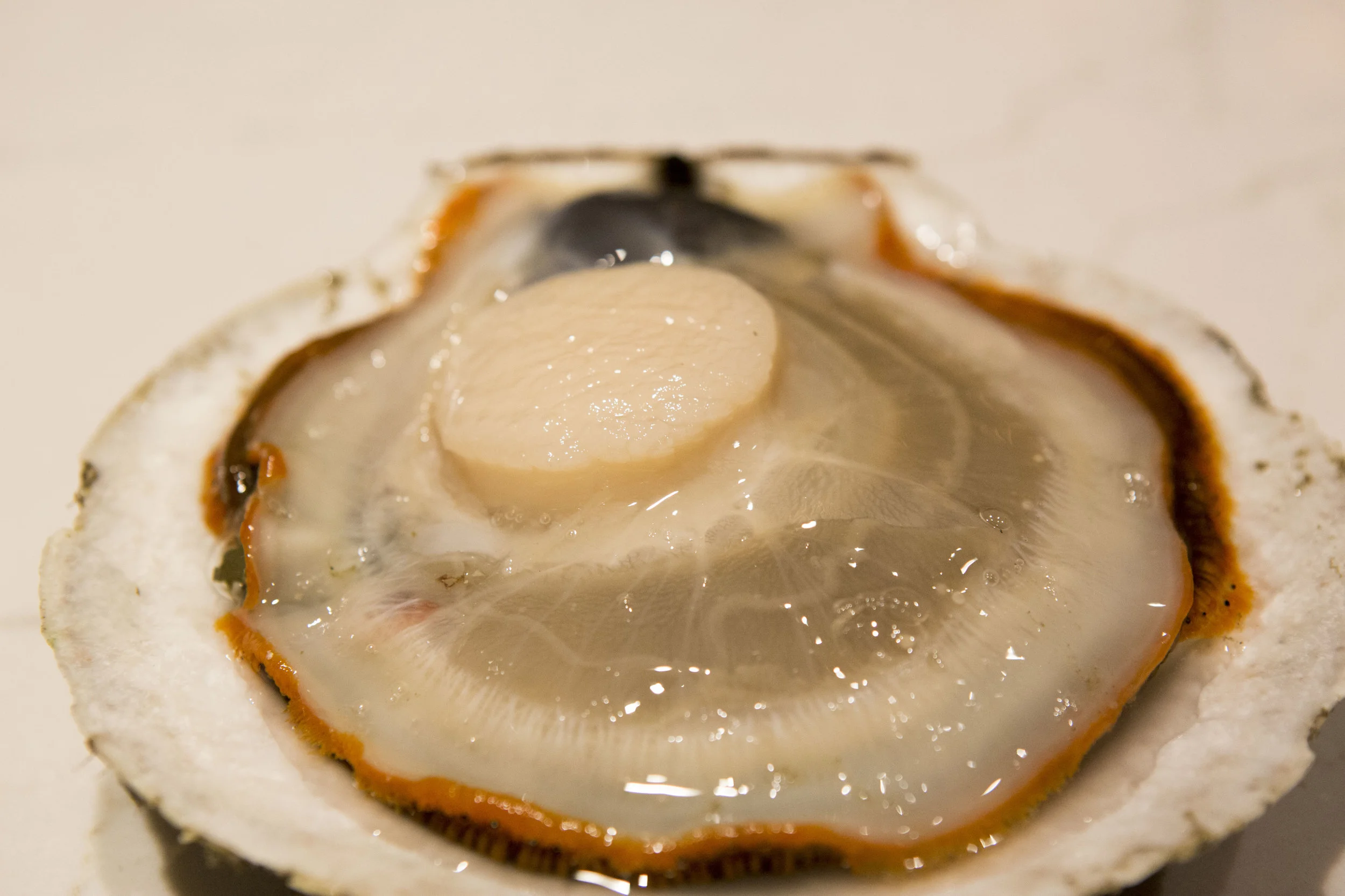 scallop_1.JPG