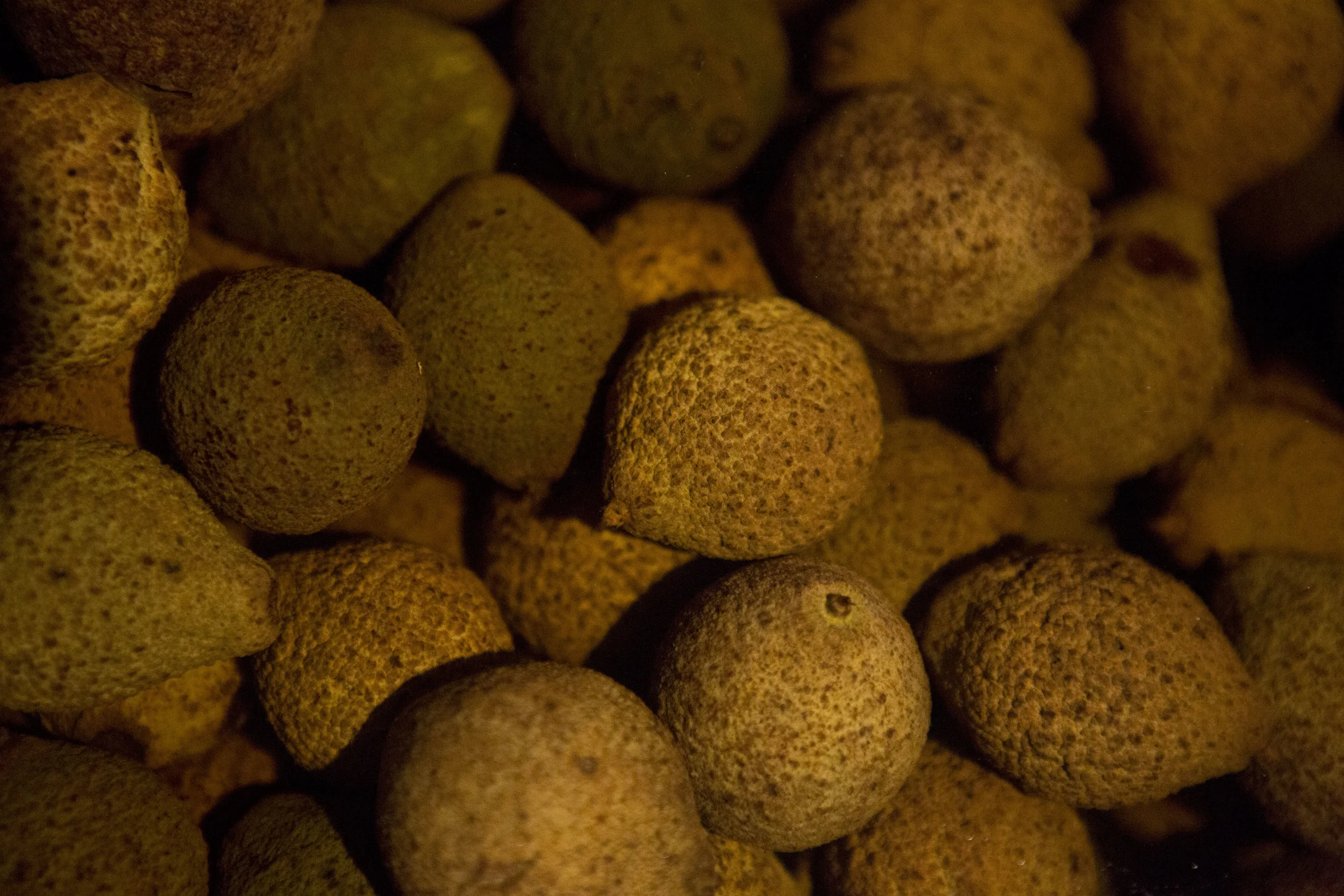 Green Walnut in Process 1.JPG