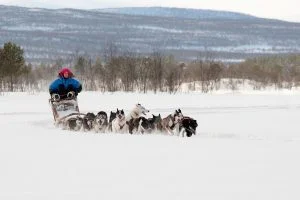 HuskyHome_img6_Grupper-300x200.jpg