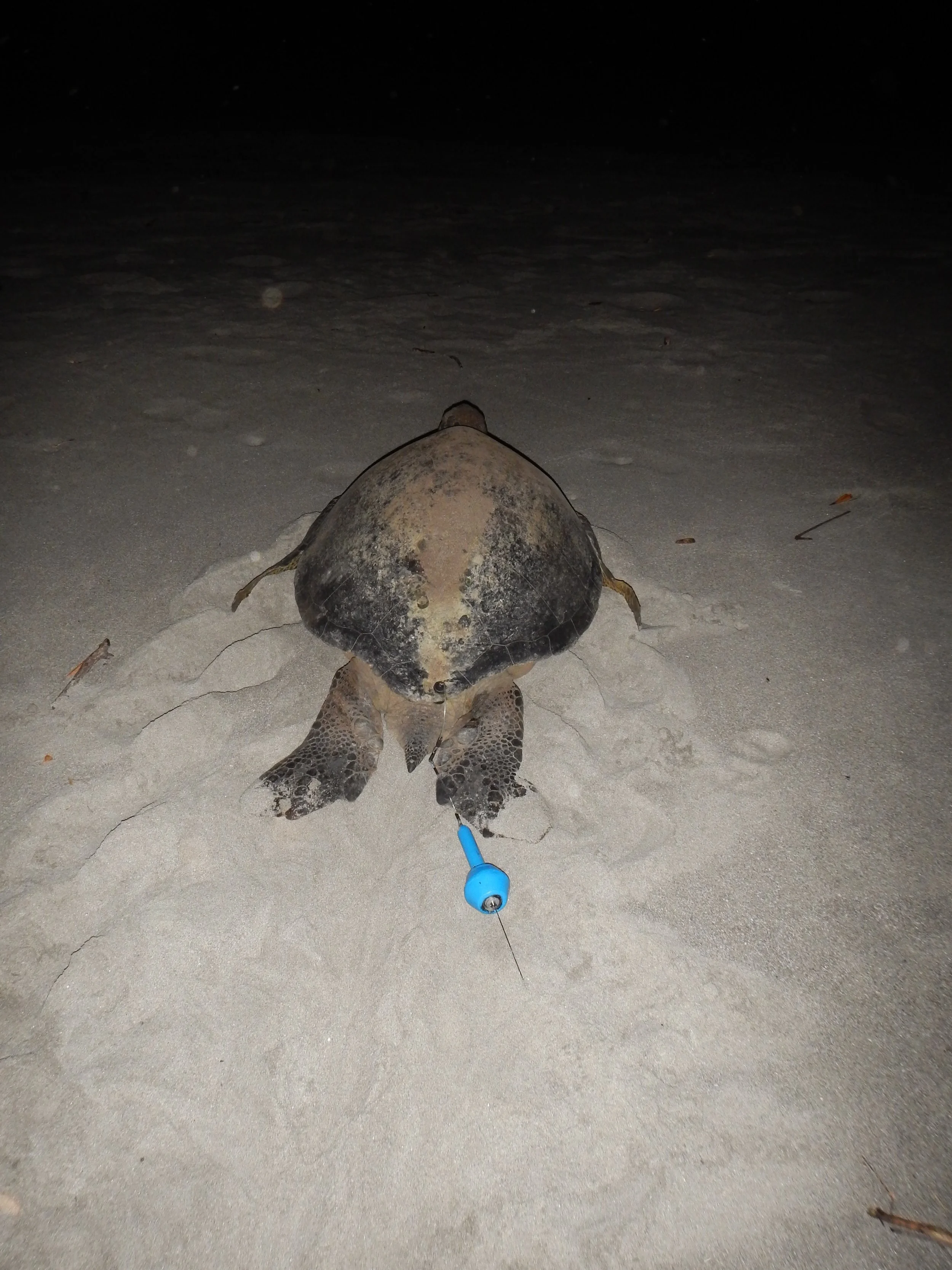 Satellite Tags for Sea Turtle Research (with a special focus on Leatherback Turtles)
