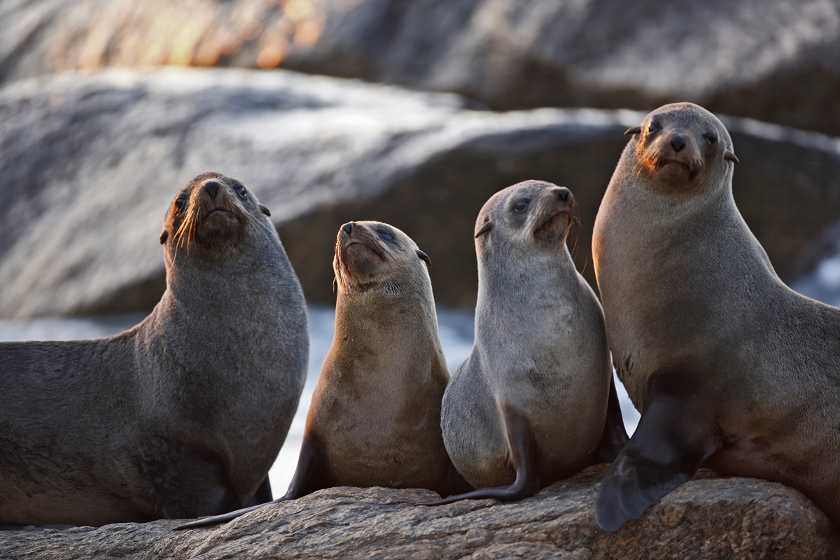 Oban's Wildlife 1.png