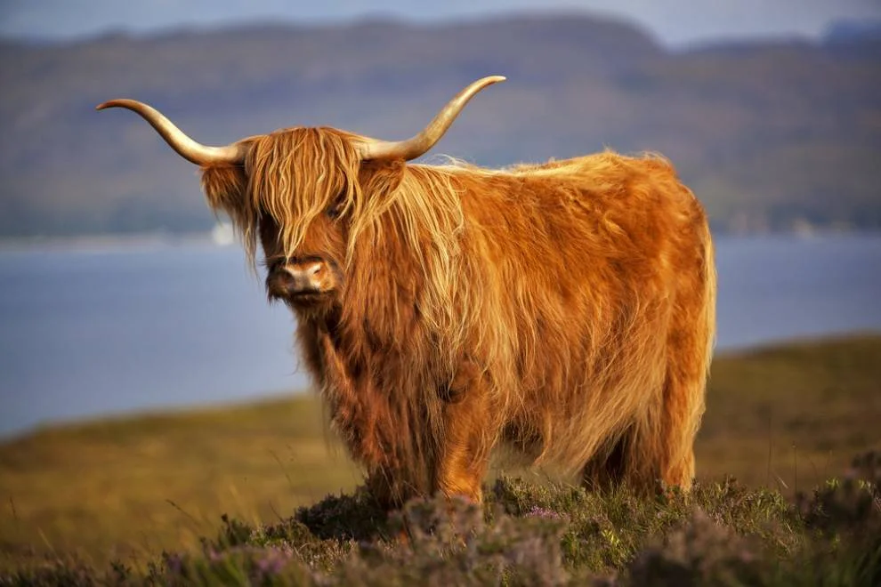 Highland Cow.jpg