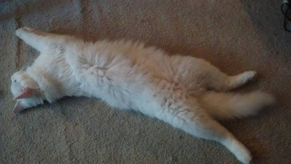 donovan belly.jpg