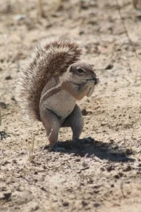 ground-squirrel.jpg.rb_-200x300.jpg