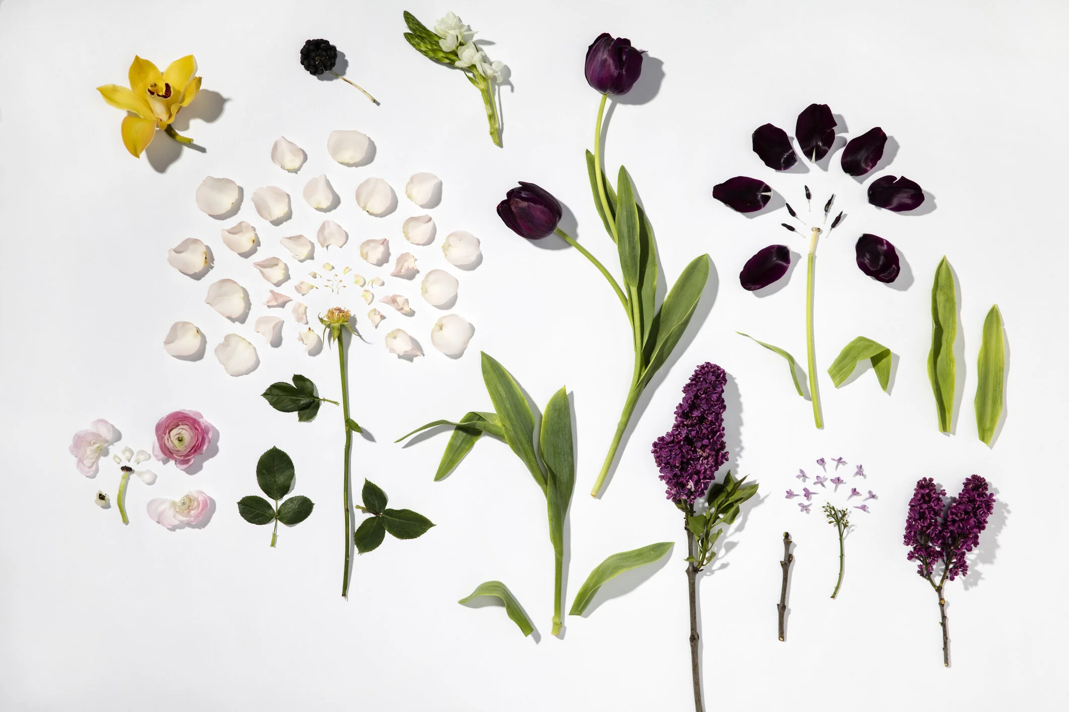 floriculture logo.jpeg