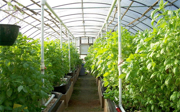 greenhouse.jpg