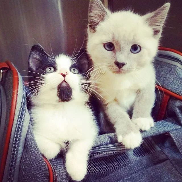 basher and turk.jpg
