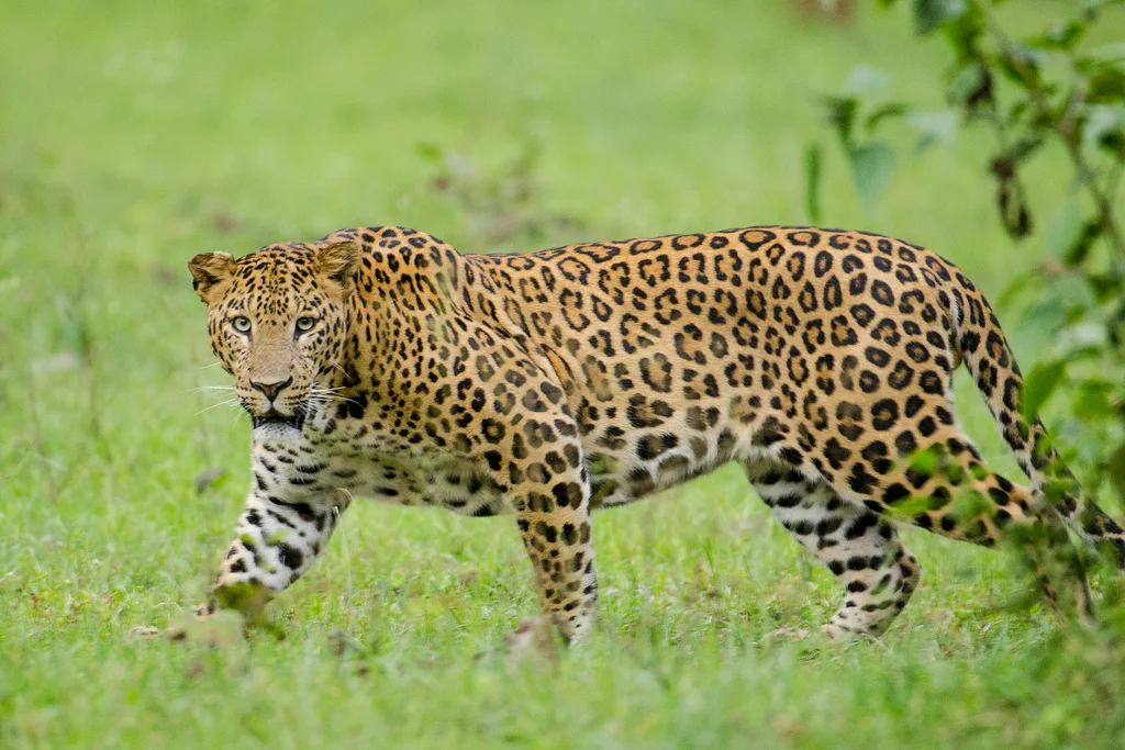 leopard.jpg