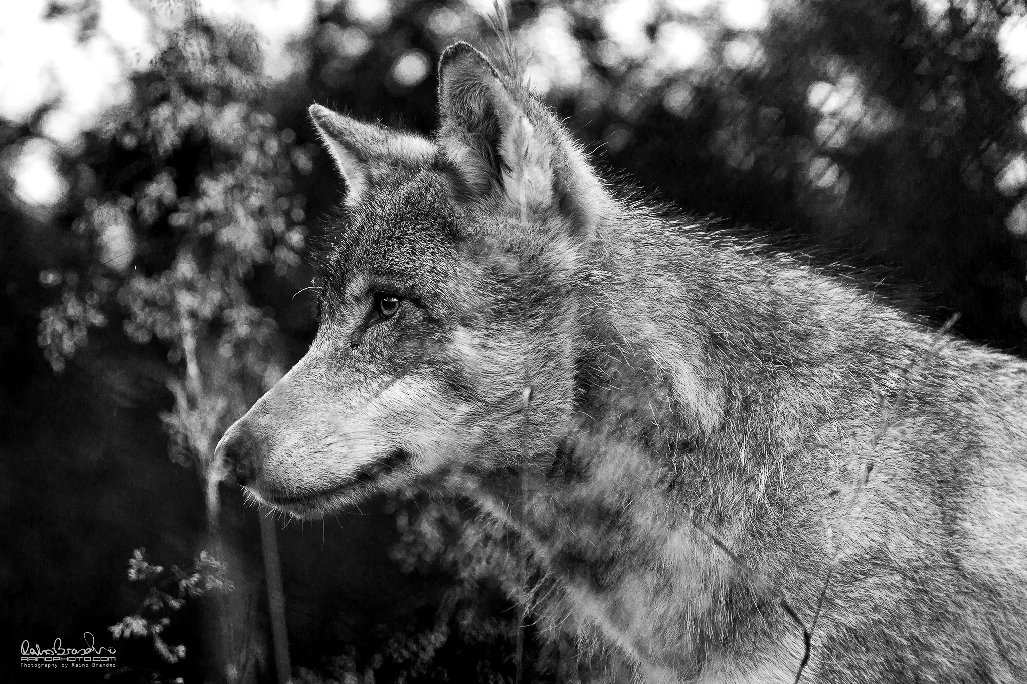 5D3_0968_BW.jpg