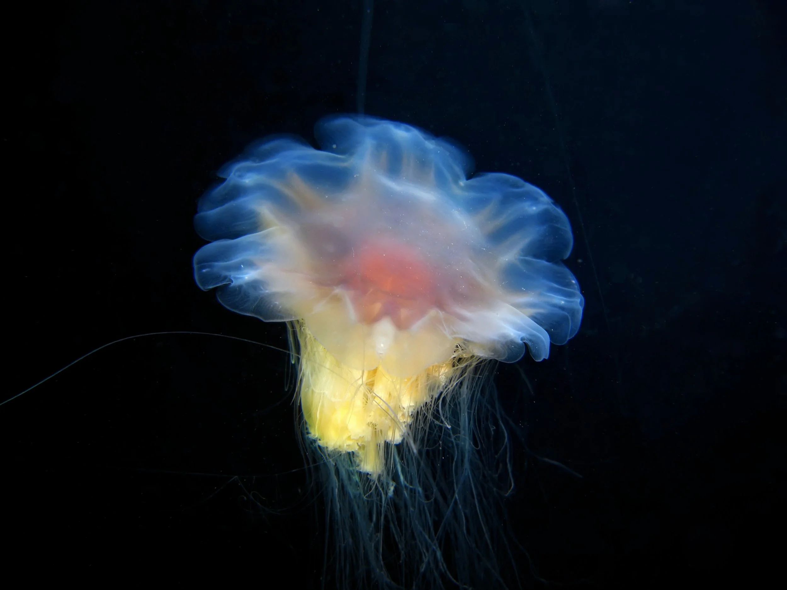 Raino - CIMG3724.JPG