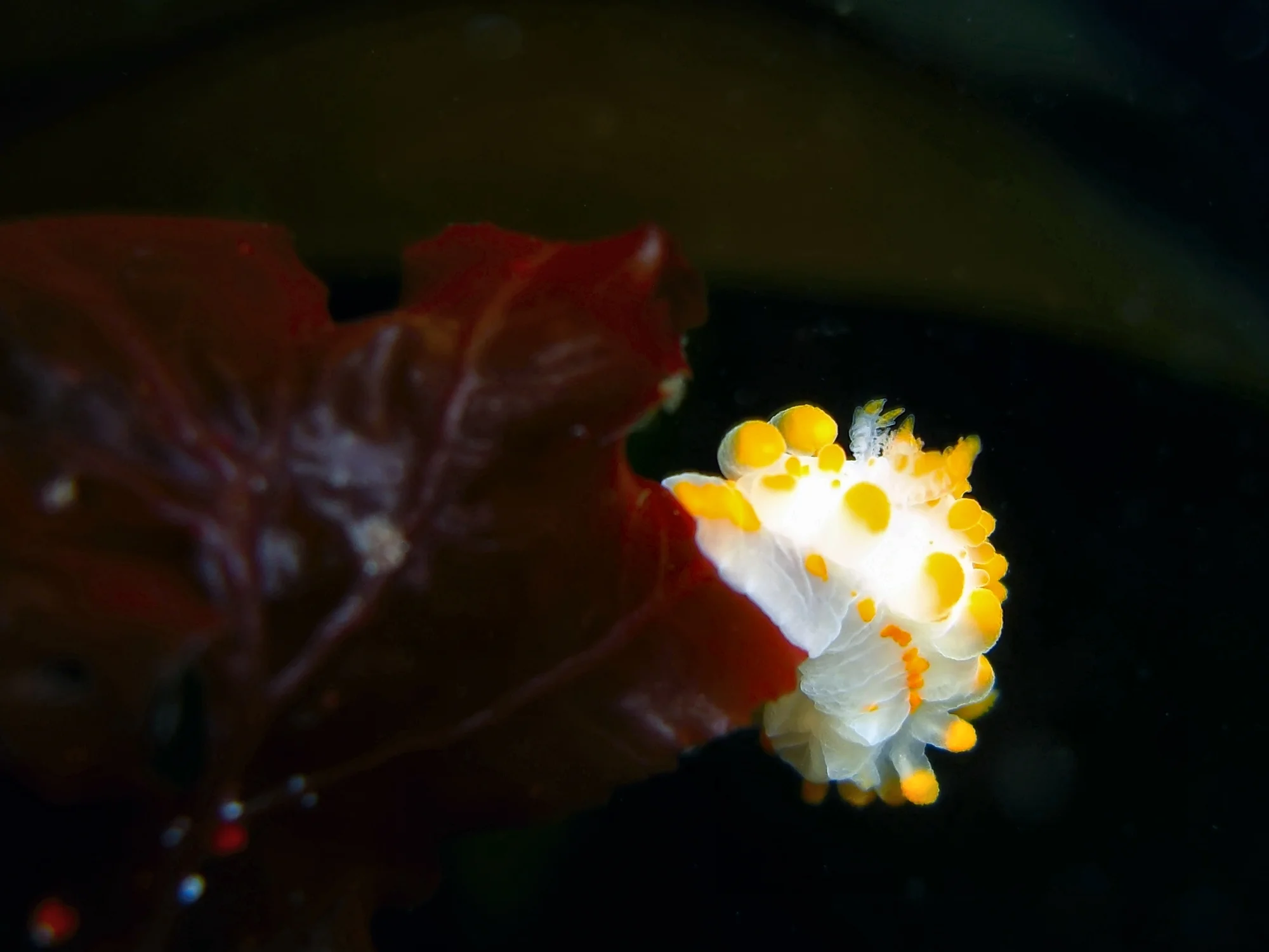 01 - Mefjordvær - Raino - CIMG3342.JPG