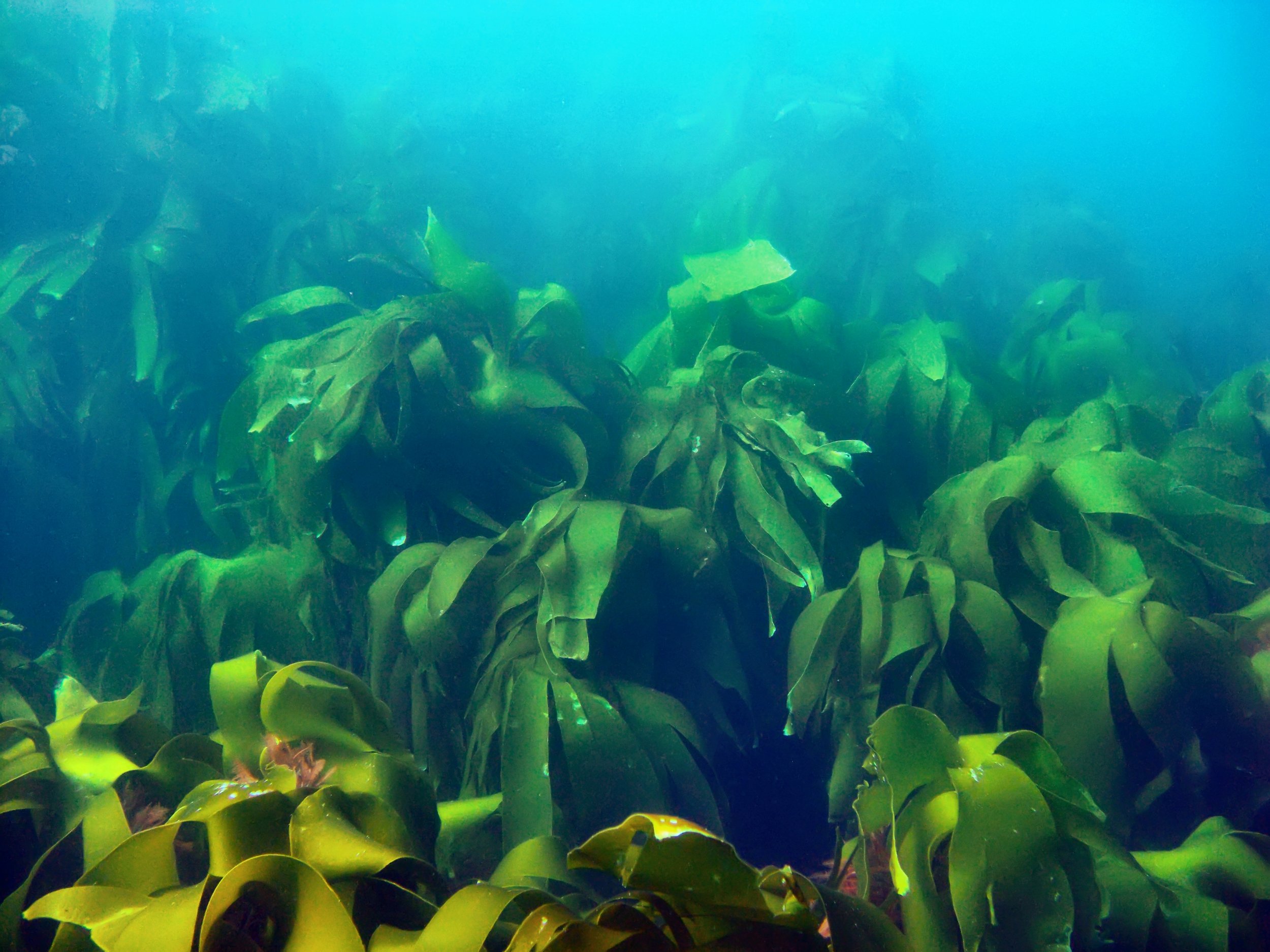 01 - Mefjordvær - Raino - CIMG3402.JPG