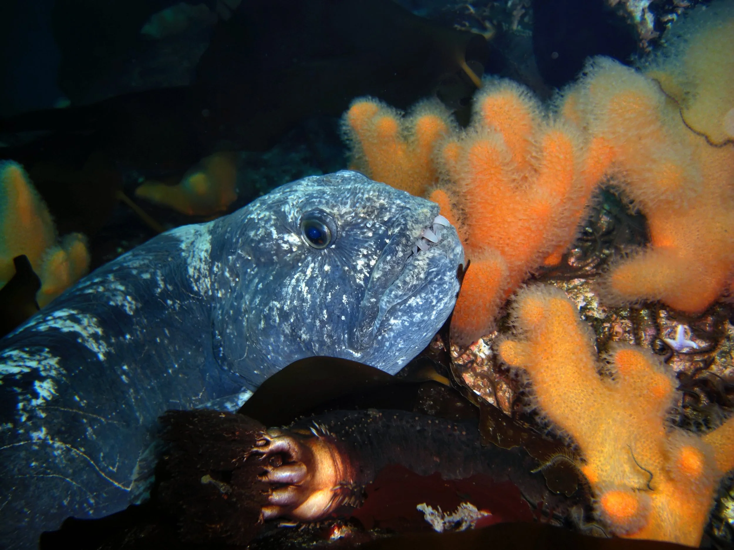 06 - Skodjestraumen - CIMG3087.JPG