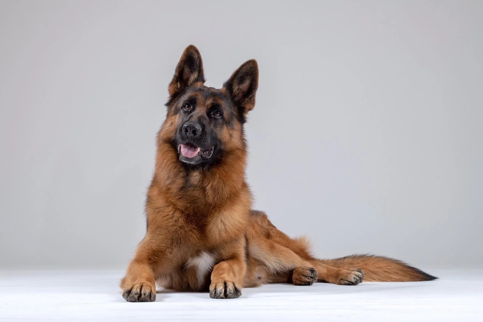 world class german shepherds for sale