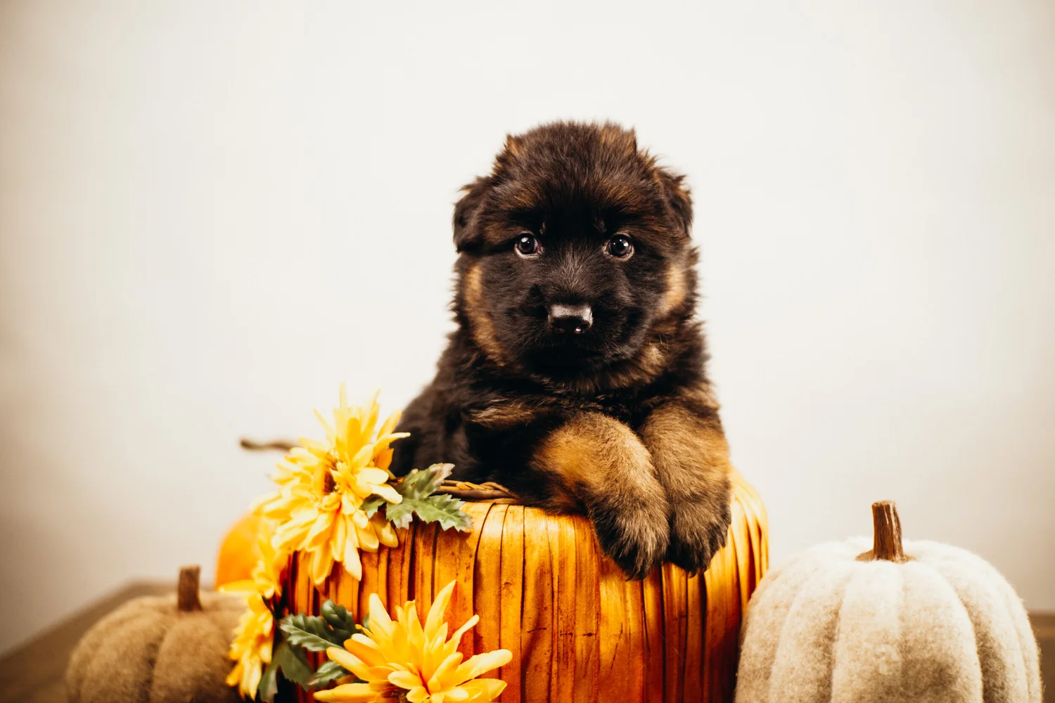 German Shepherd Dog Puppies For Sale in Northern California available in  2023 winter season. — RIOHAUS SHEPHERDS