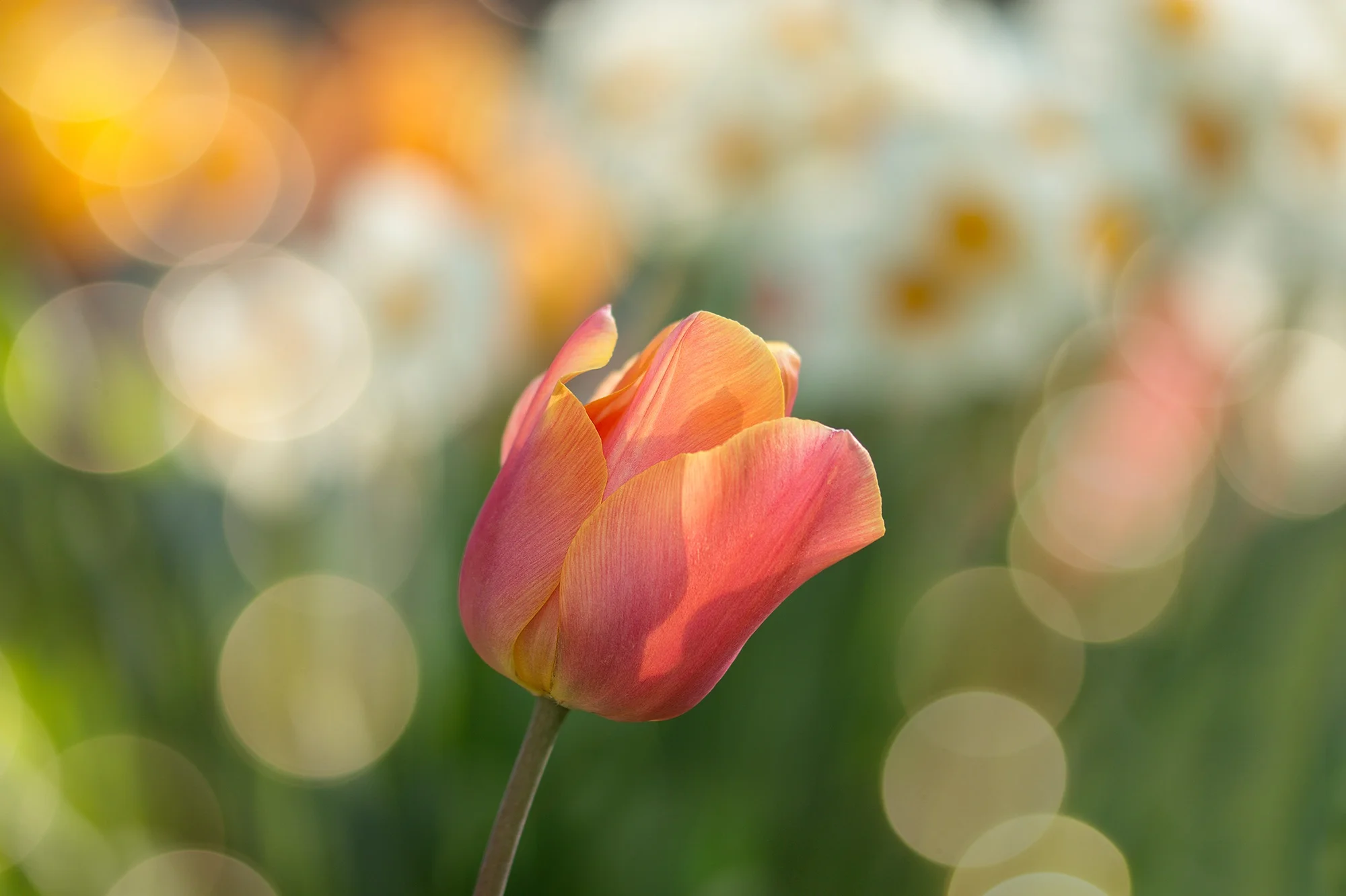 tulip-2189317.jpg