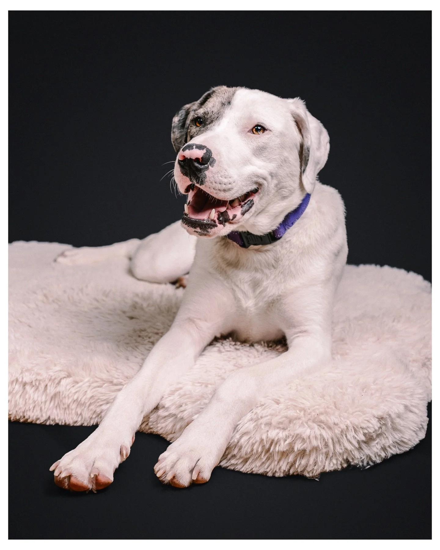 If you haven&rsquo;t already seen him, here&rsquo;s the newest member of our family, Thomas Kevin Bloodworth 🐾  I have close to no expertise in photographing dogs, but we tossed Thomas in front of the camera for a hot minute after a headshot session