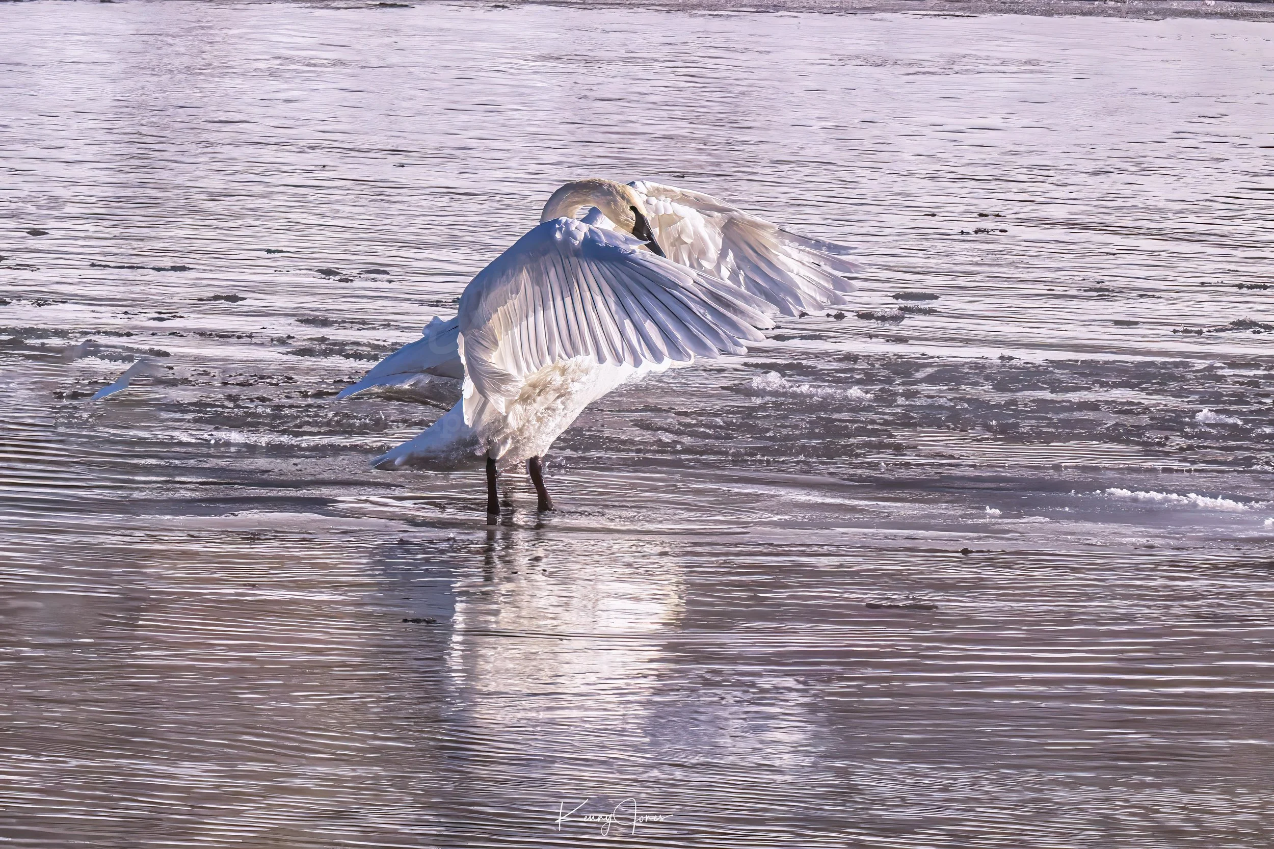 DZ9_4073-Edit-Edit copy.jpg