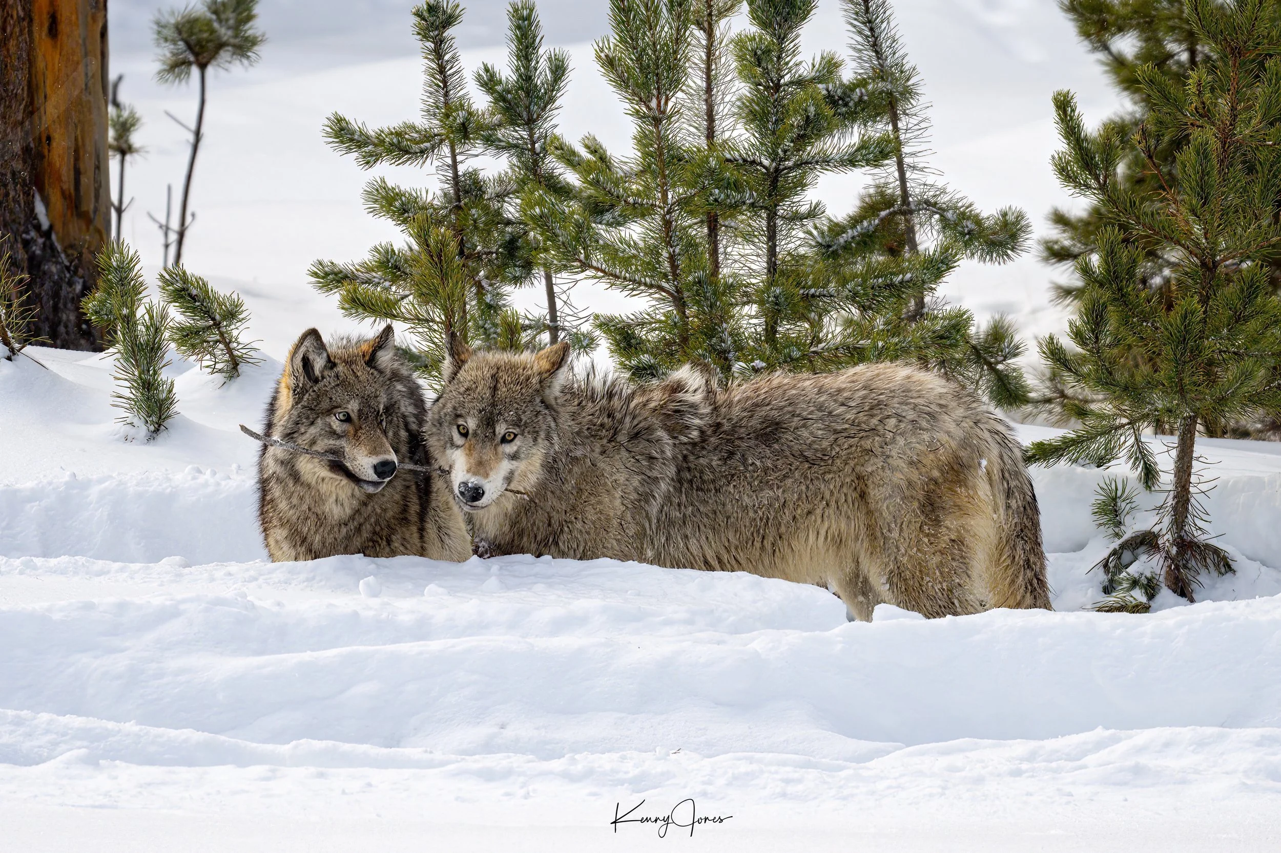 DZ2_8875-Edit copy.jpg