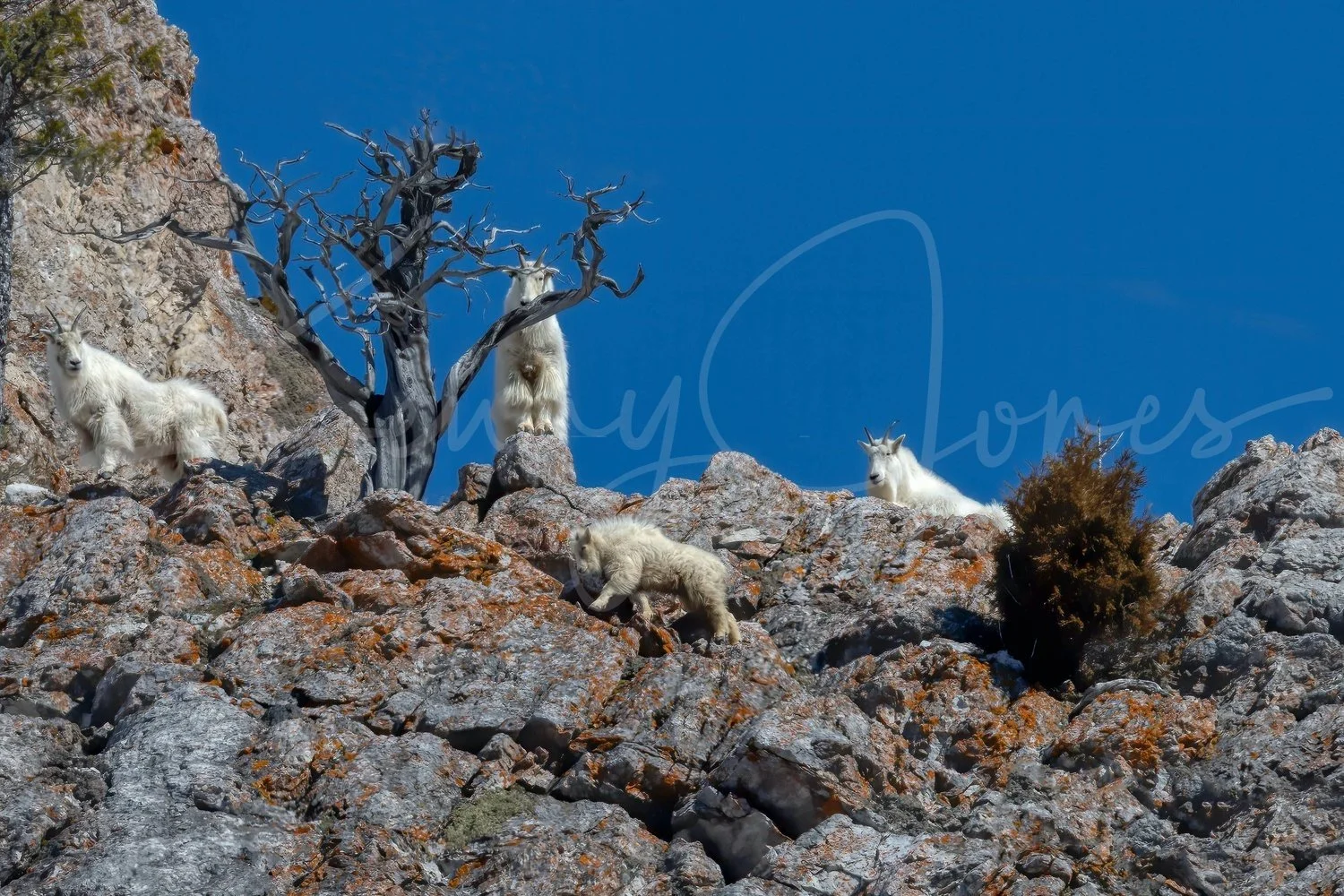 DZ7_4981-Edit-Edit-Edit.jpg