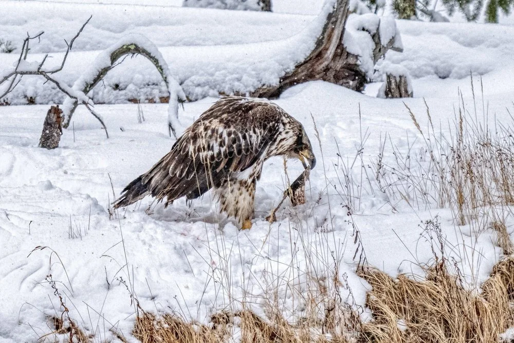 DZ9_3062-Edit-Edit+copy.jpg