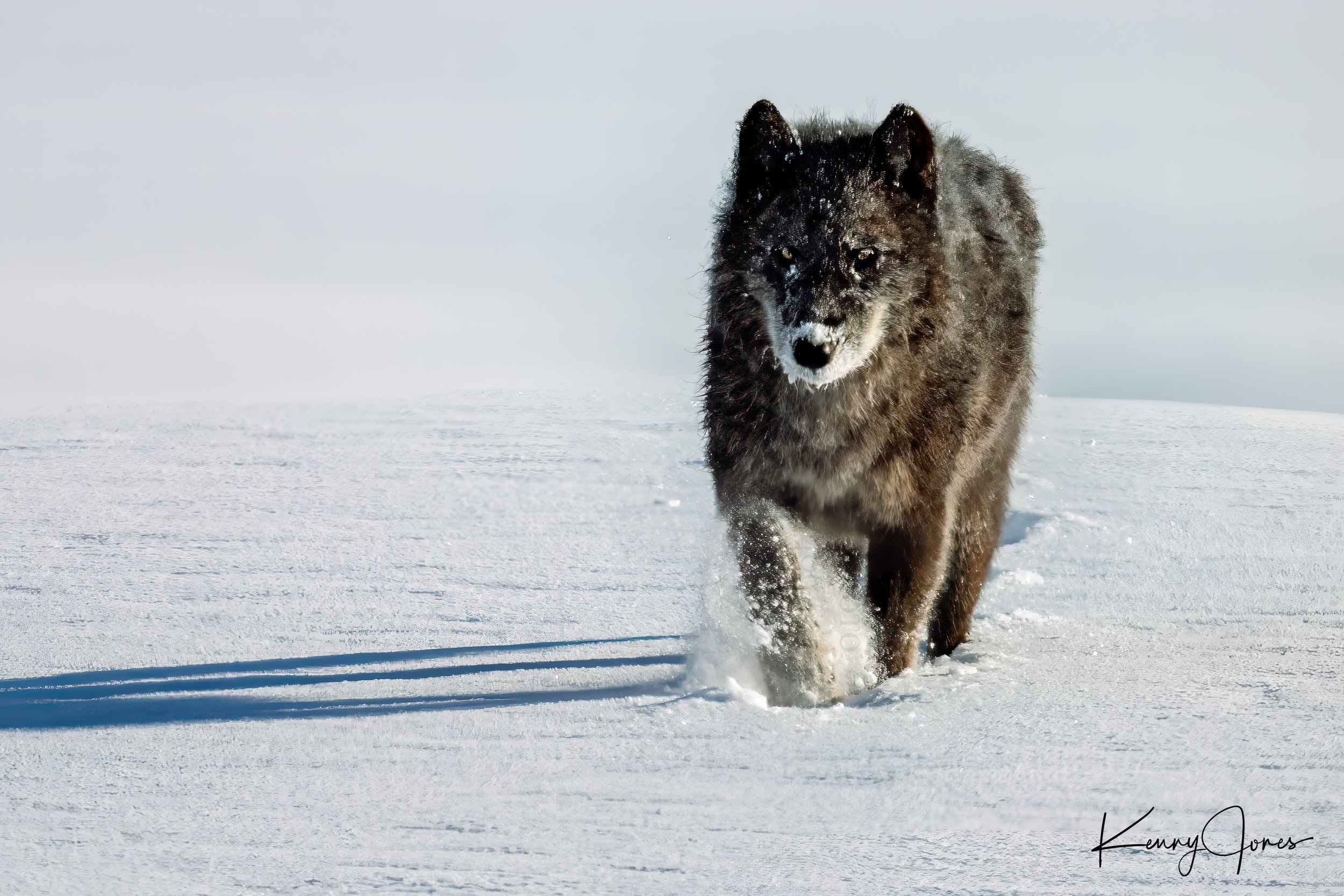 DZ2_4166-Edit-Edit.jpg