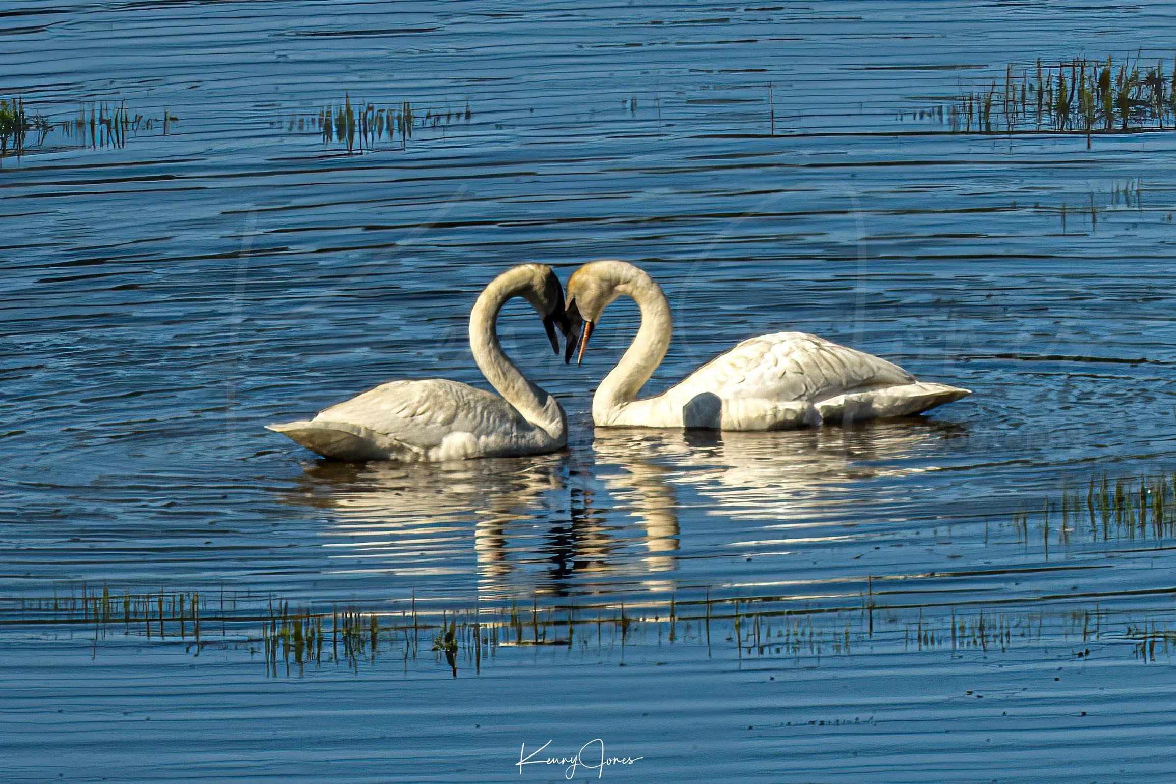 DZ2_4950-Edit-2 copy 2.jpg