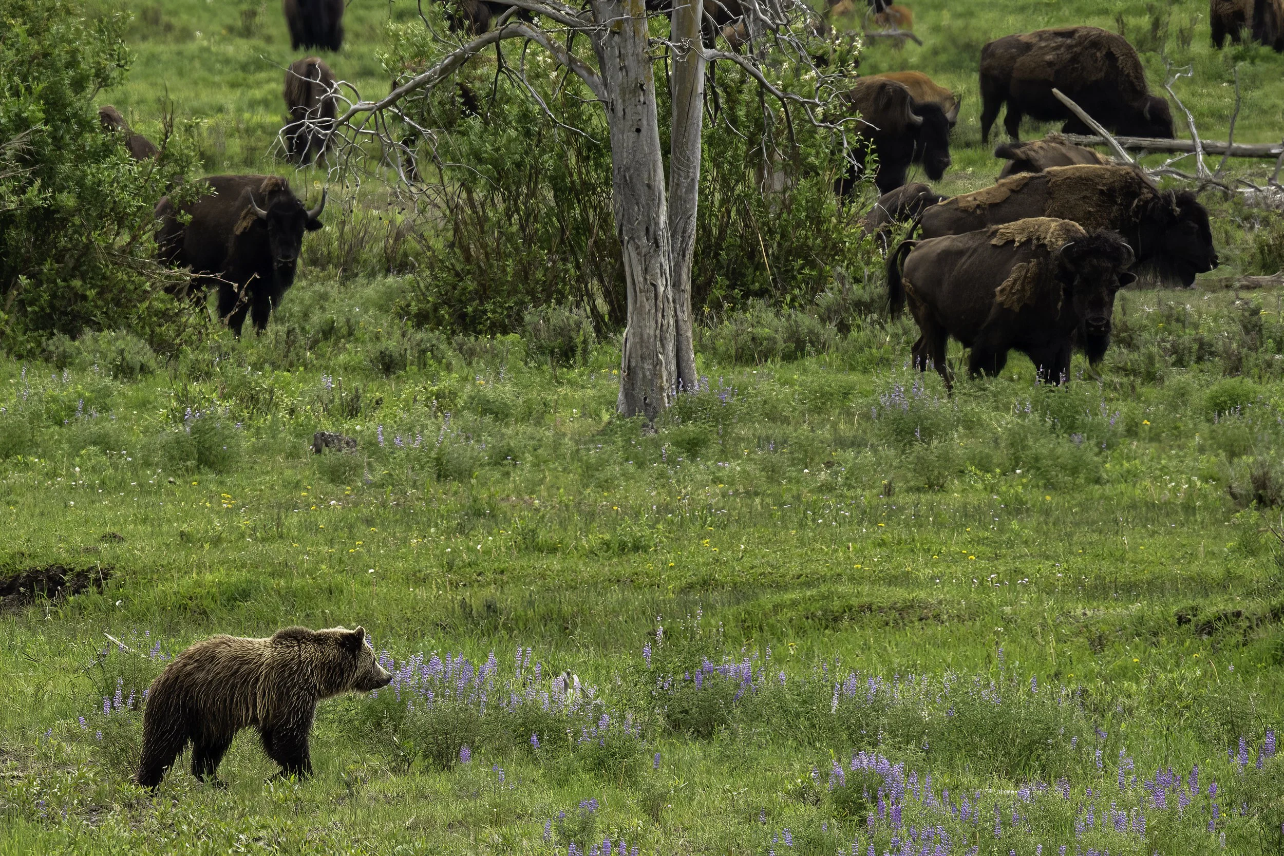 DSC_0123-Edit copy 2.jpg