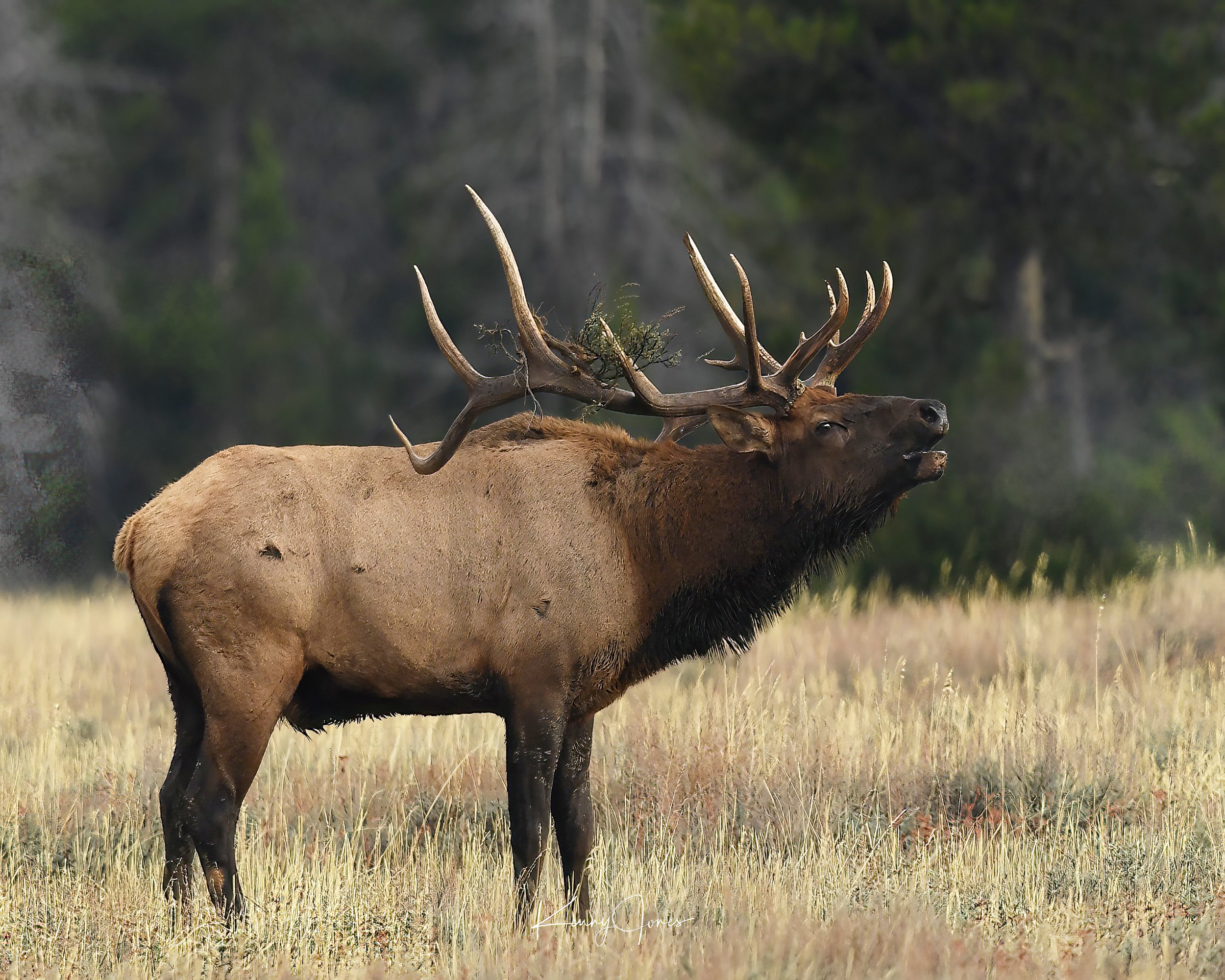 DSC_0056 8x10copy copy.jpg