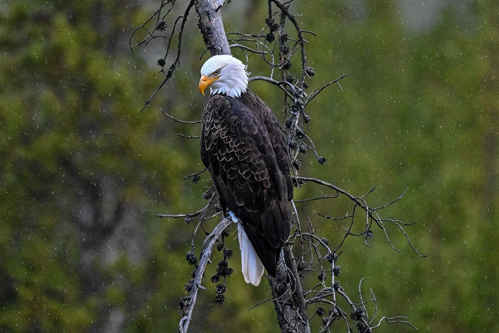 DSC_3051-Edit copy.jpg