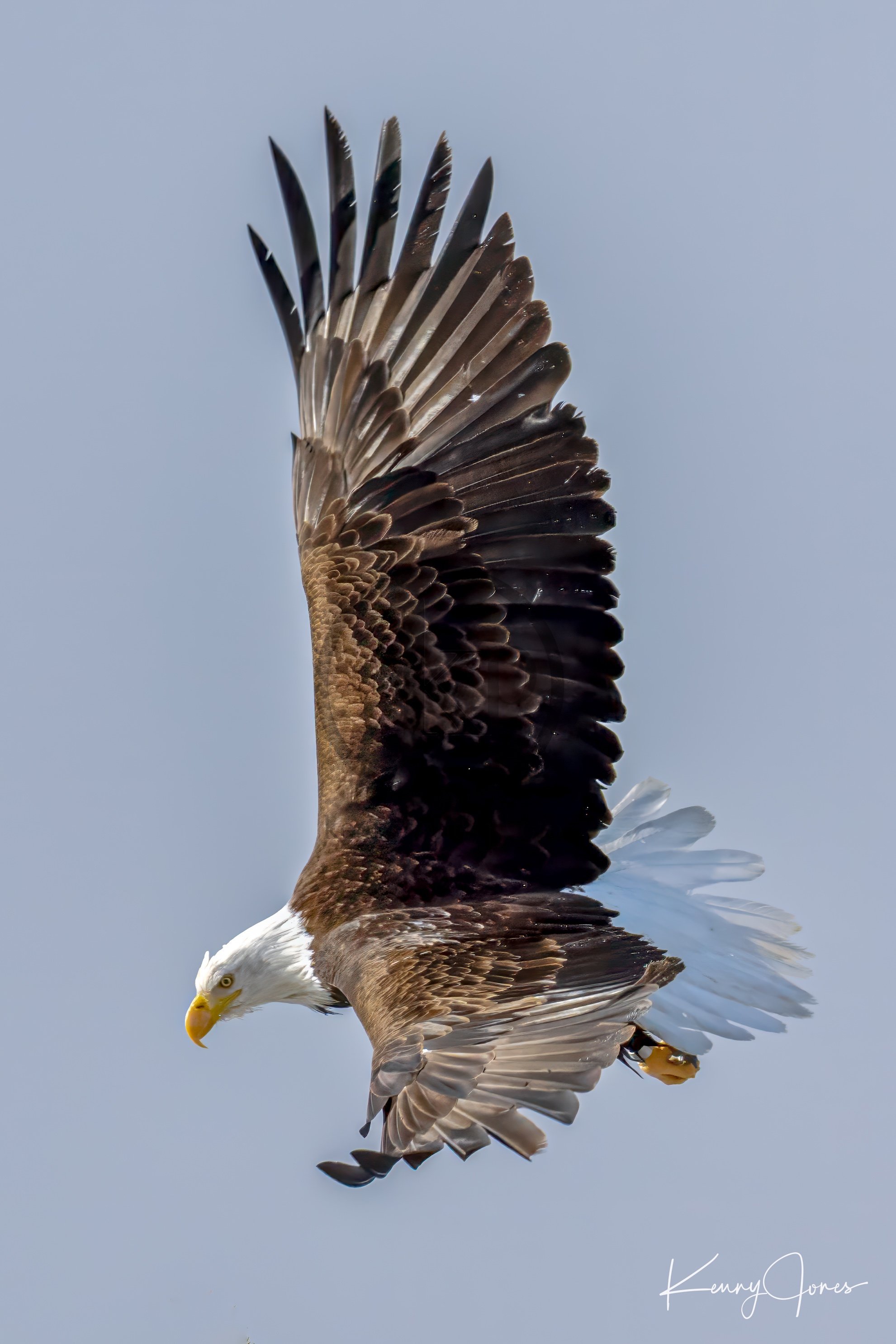 DZ2_6912-Edit-Edit-2-Edit copy.jpg