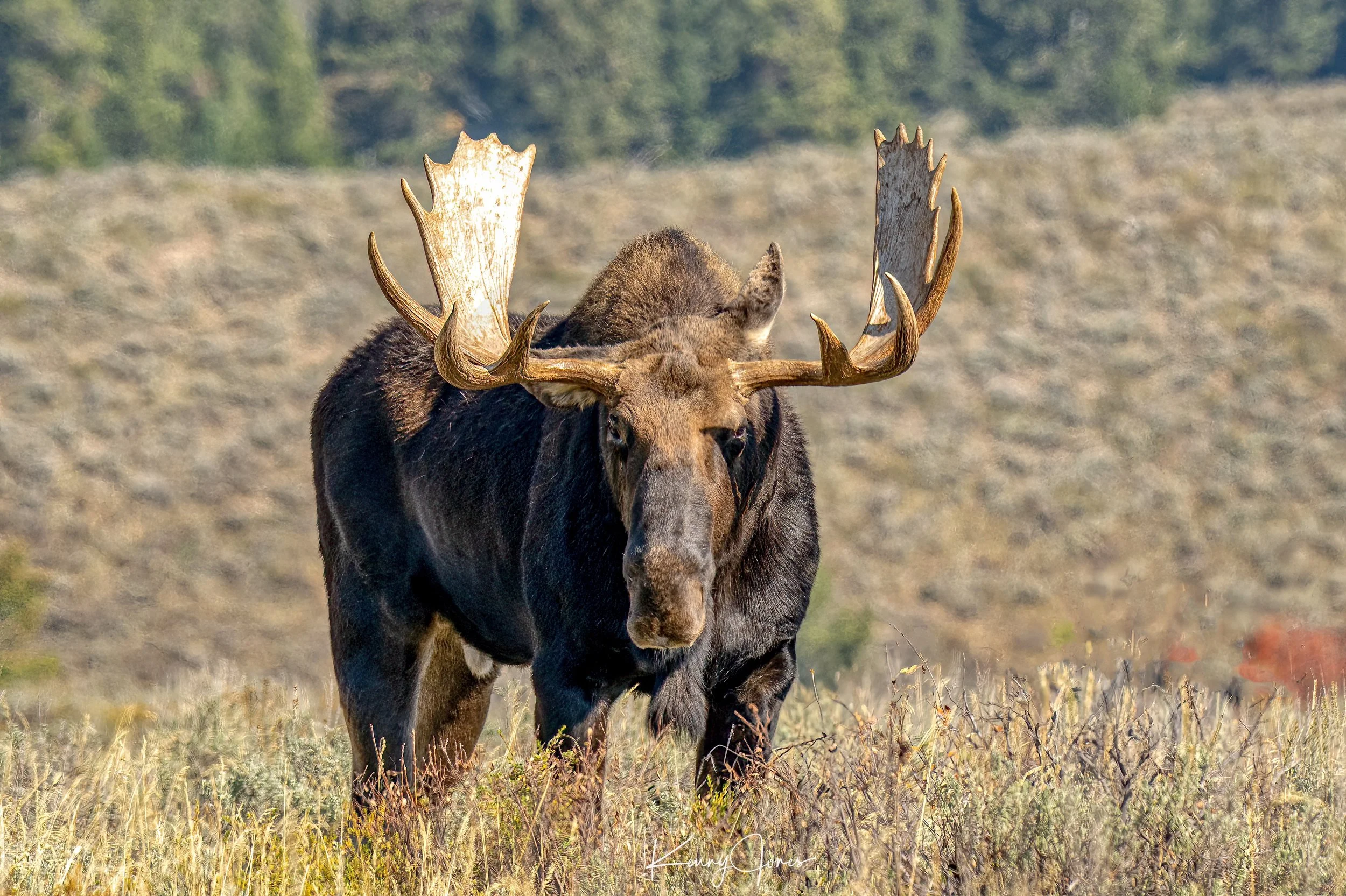 DZ9_8094-Edit-2-Edit copy 2.jpg