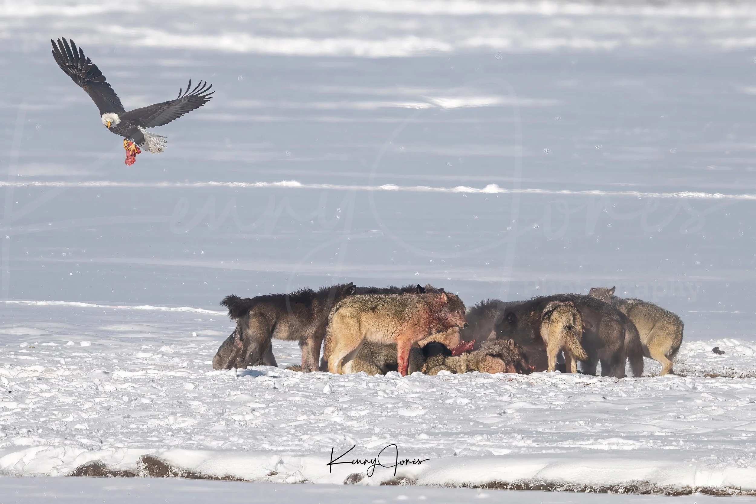 DZ2_8207-Edit copy reduced.jpg