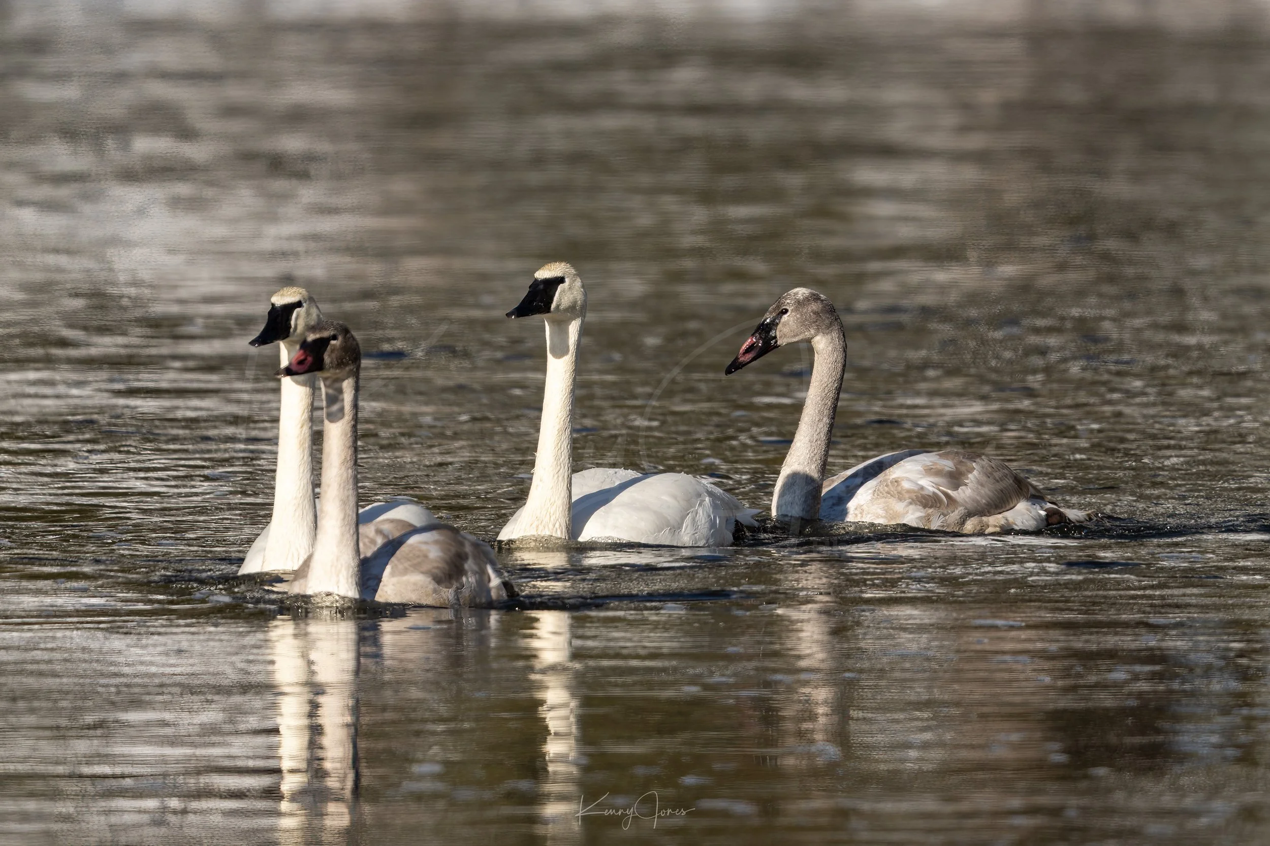 DZ2_7067-Edit copy 2.jpg