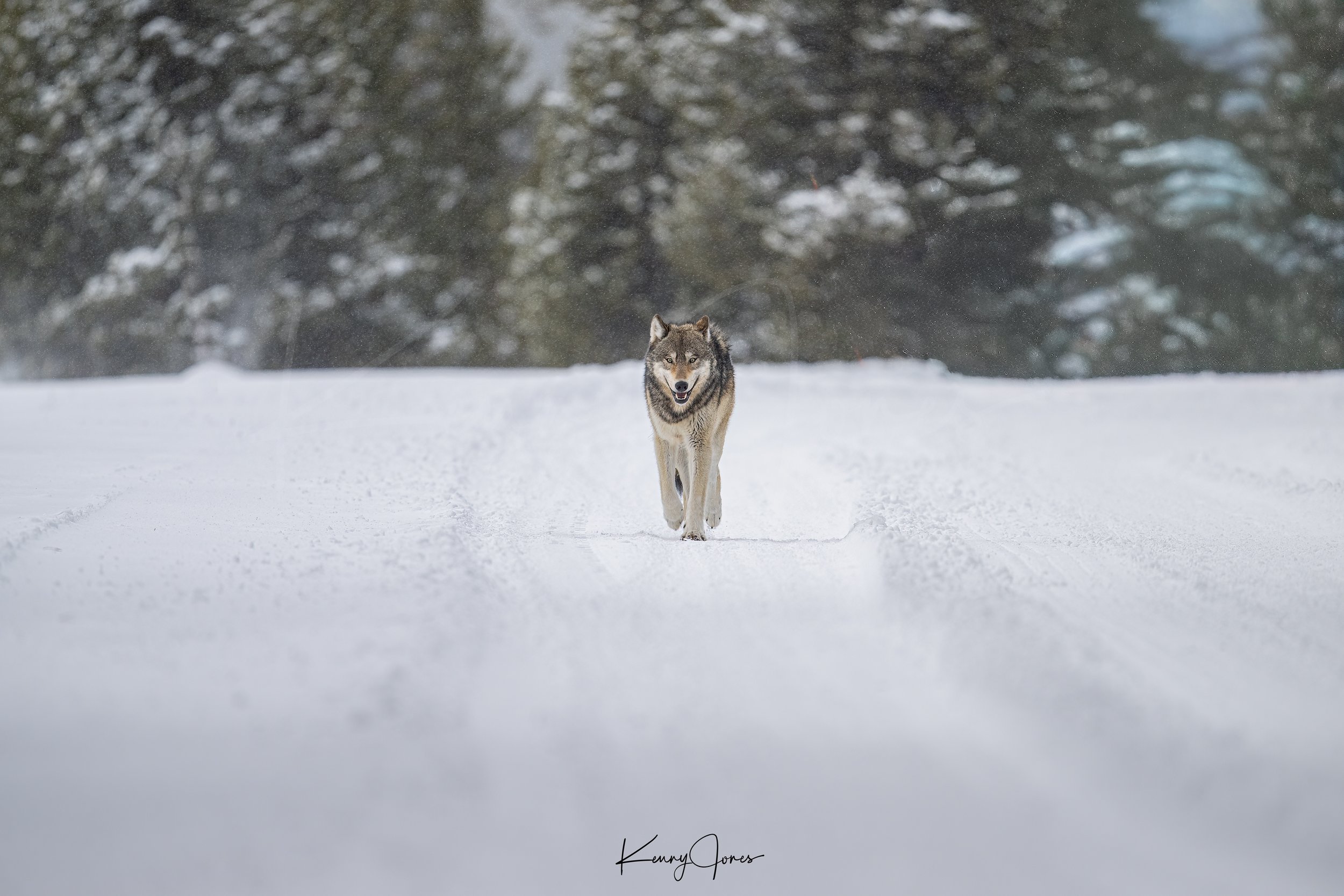 DZ2_4963-Edit-Edit copy 3.jpg